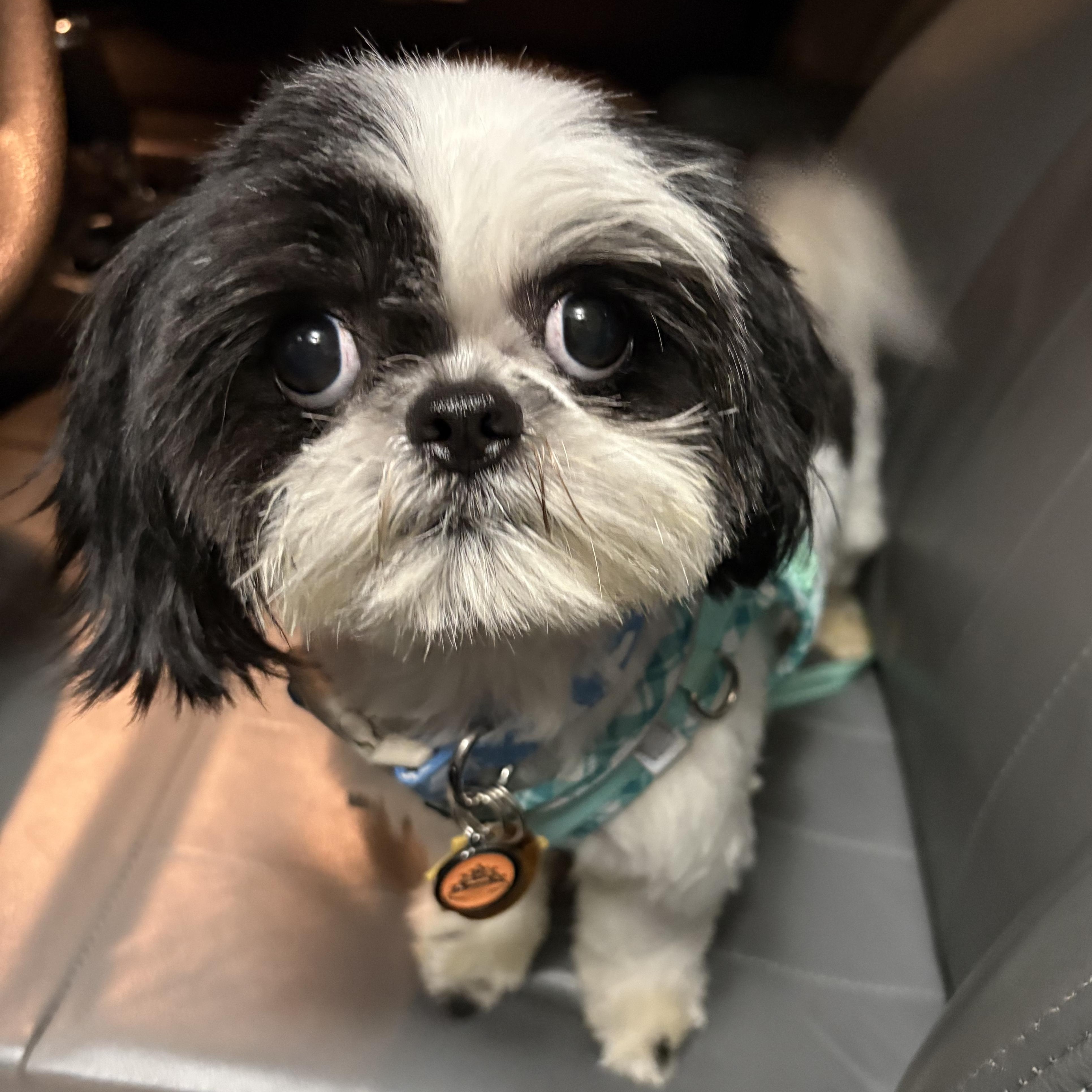 Enlarge Raven Turner, a Adopted Shih Tzu in Plano, TX image 2/3