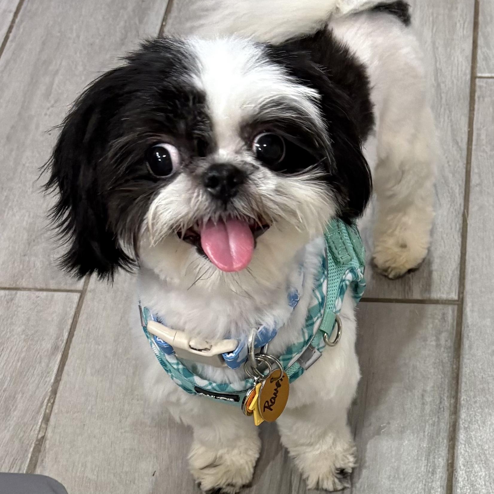 Raven Turner, Adopted, Puppy Female Shih Tzu.