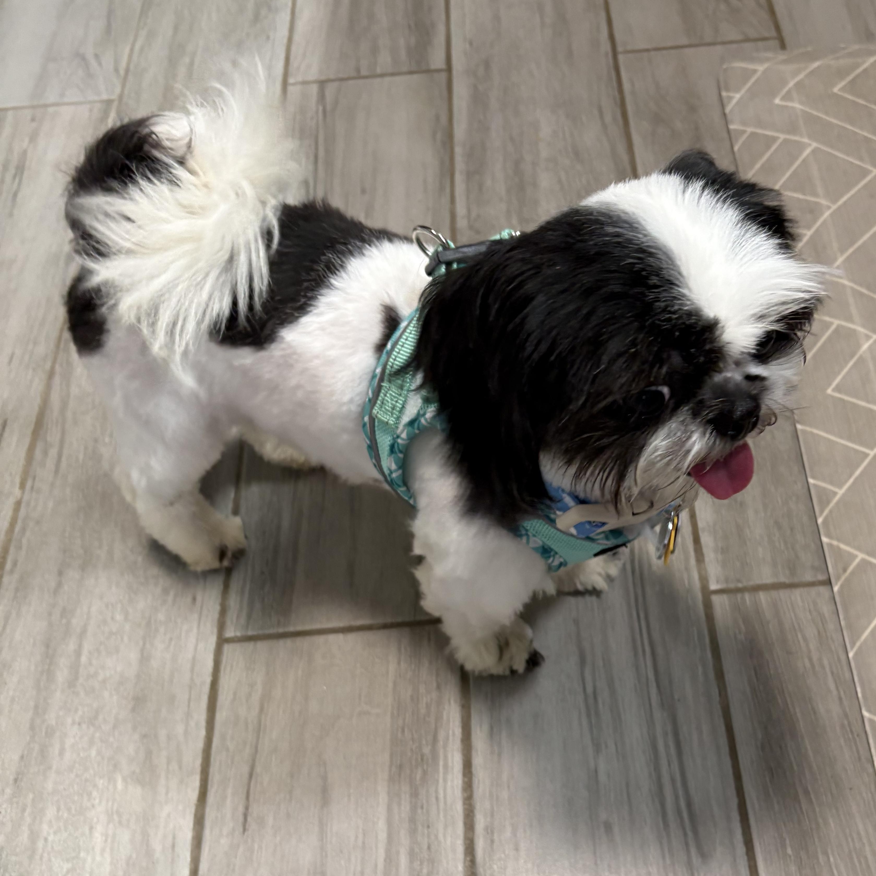 Enlarge Raven Turner, a Adopted Shih Tzu in Plano, TX image 3/3