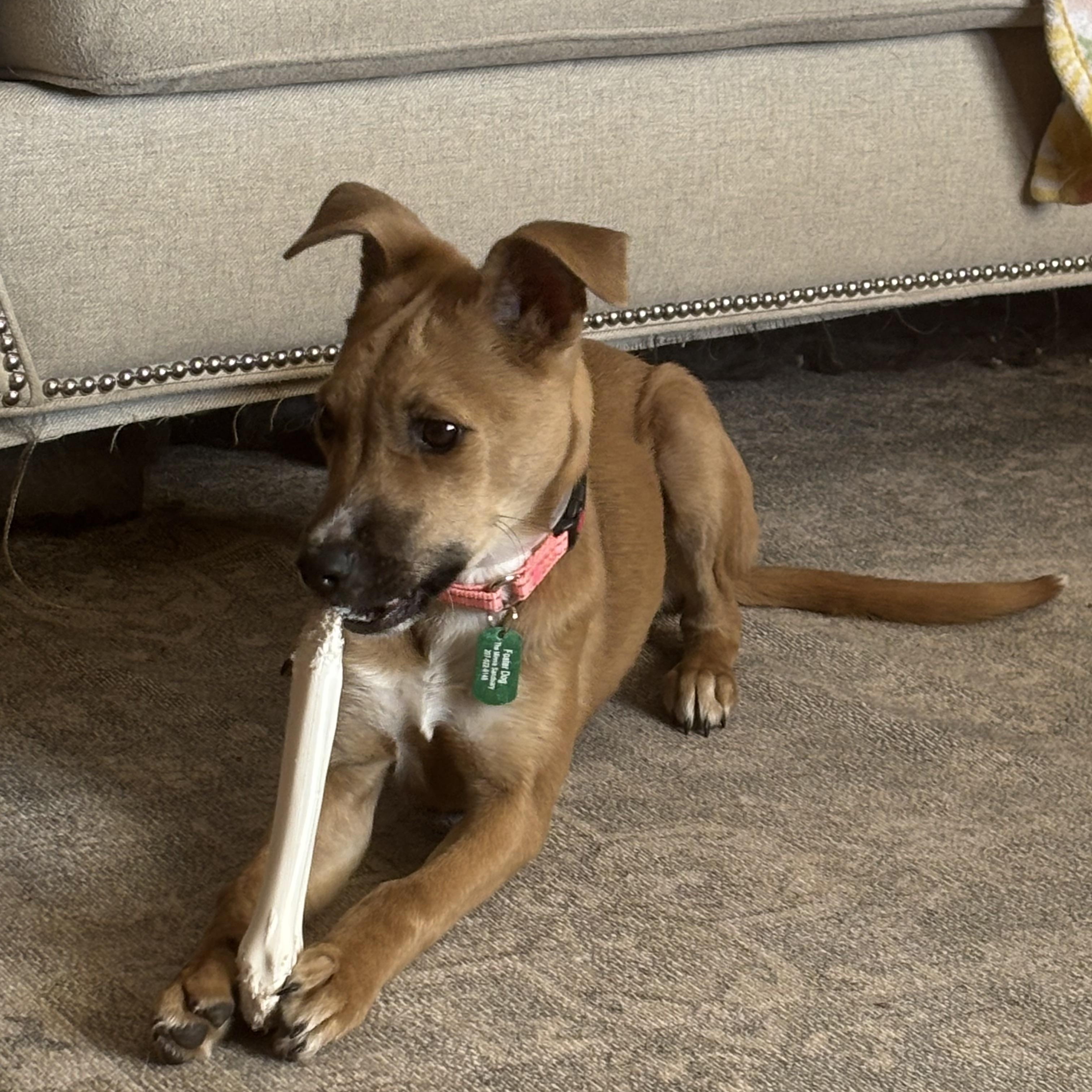 Enlarge Honey, an adopted mixed breed in Bowdoin, ME image 4/4