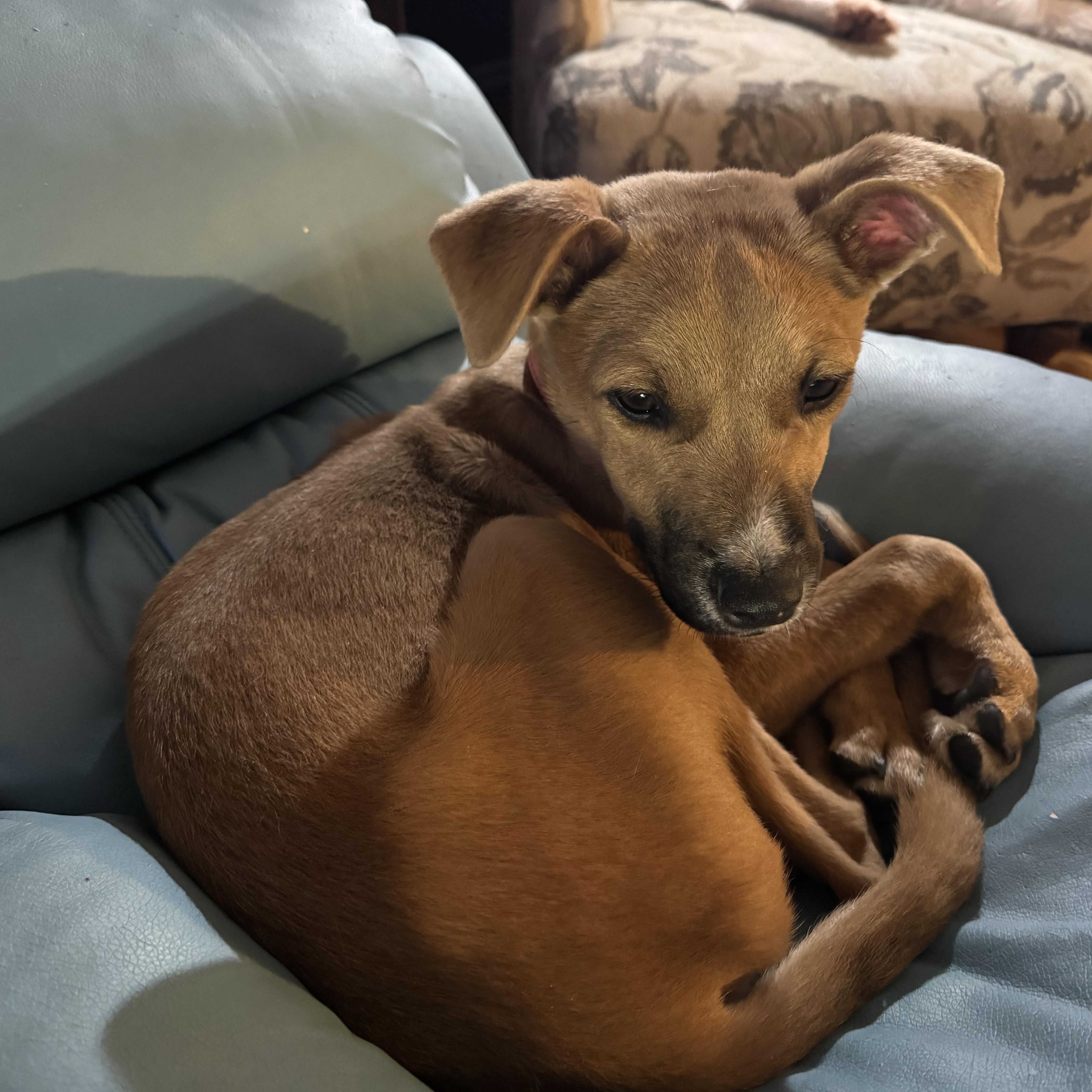 Enlarge Honey, an adopted mixed breed in Bowdoin, ME image 2/4