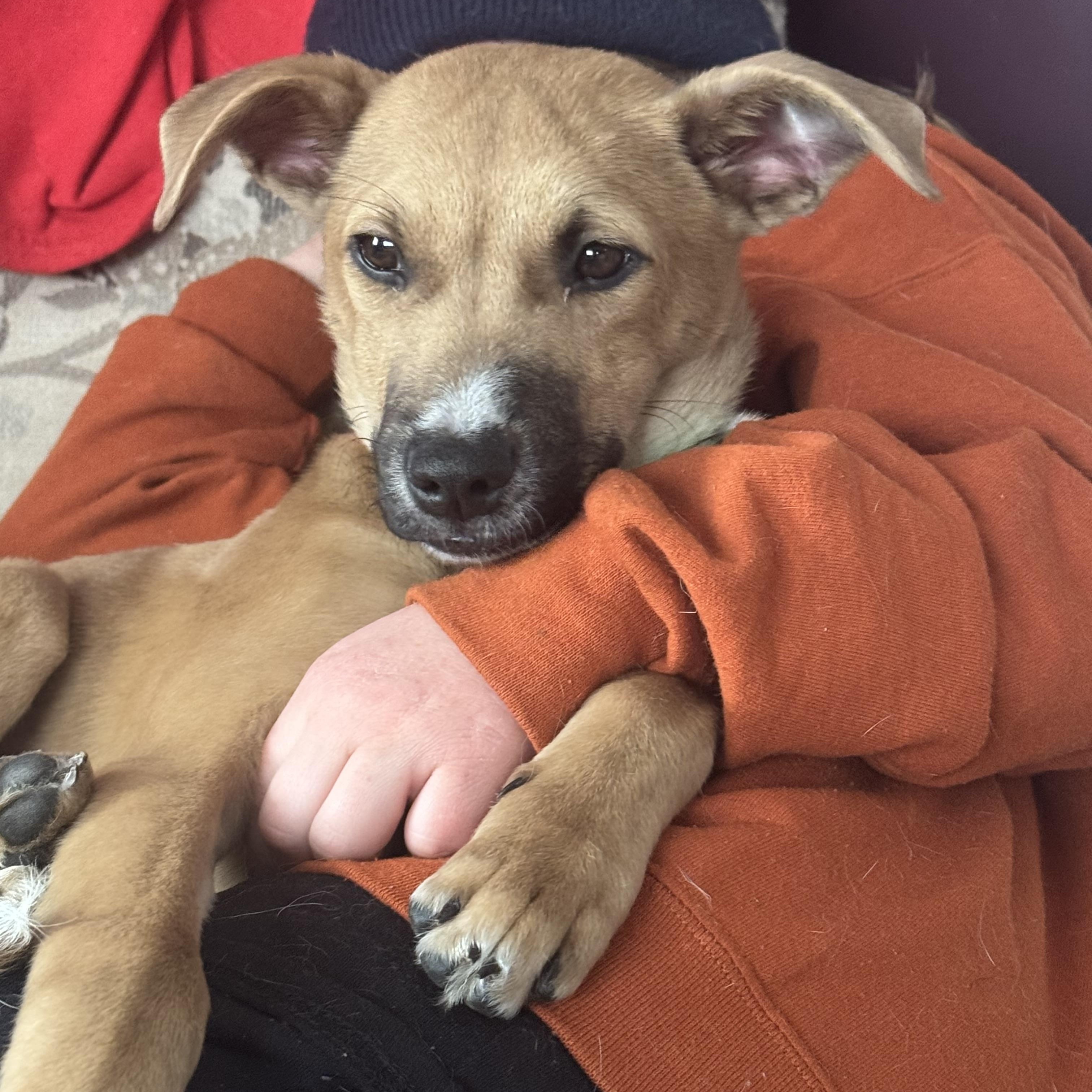 Enlarge Honey, an adopted mixed breed in Bowdoin, ME image 3/4