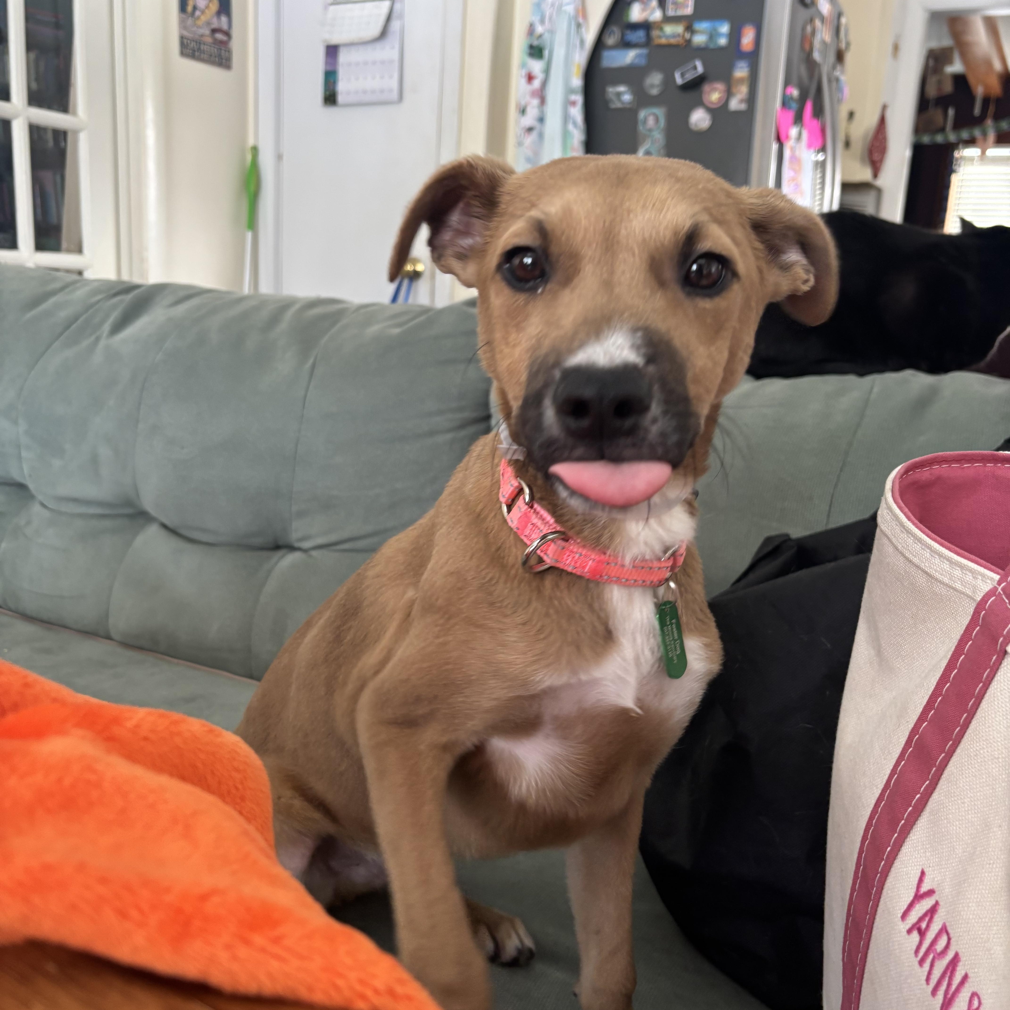 Enlarge Honey, an adopted mixed breed in Bowdoin, ME image 1/4