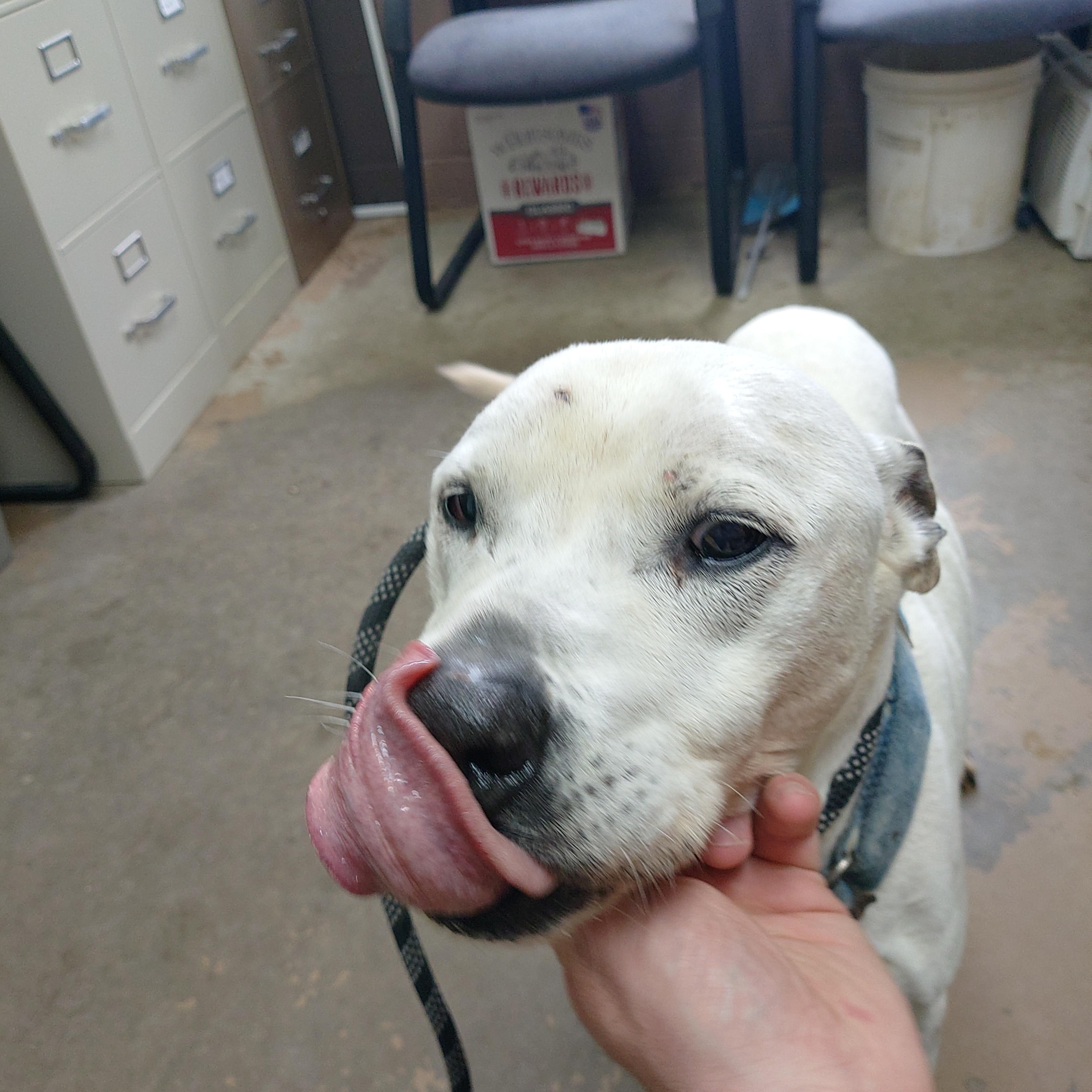 26-044, ADOPTABLE, Senior Male Pit Bull Terrier.