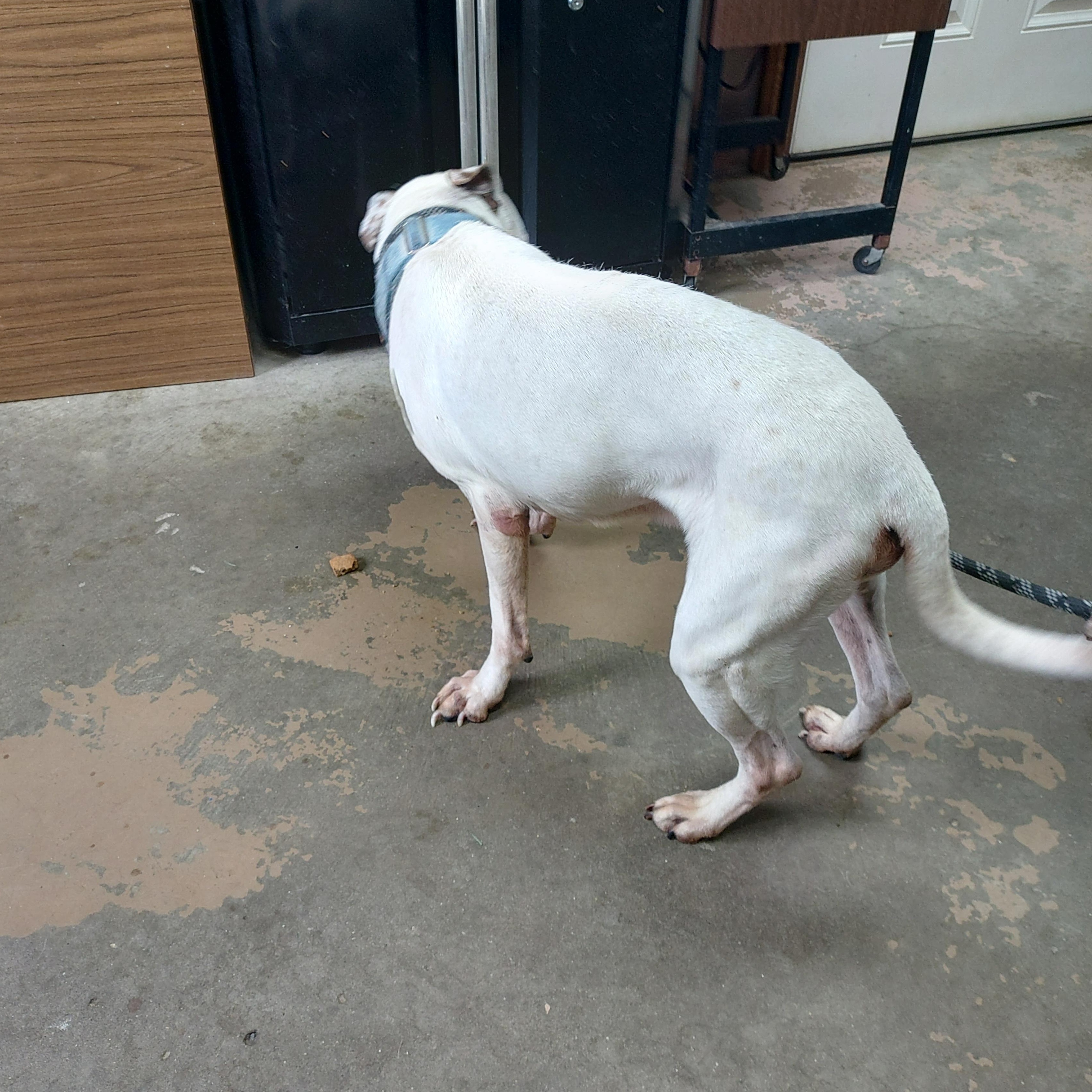 Enlarge 26-044, a ADOPTABLE mixed breed in Carrollton, OH image 3/3