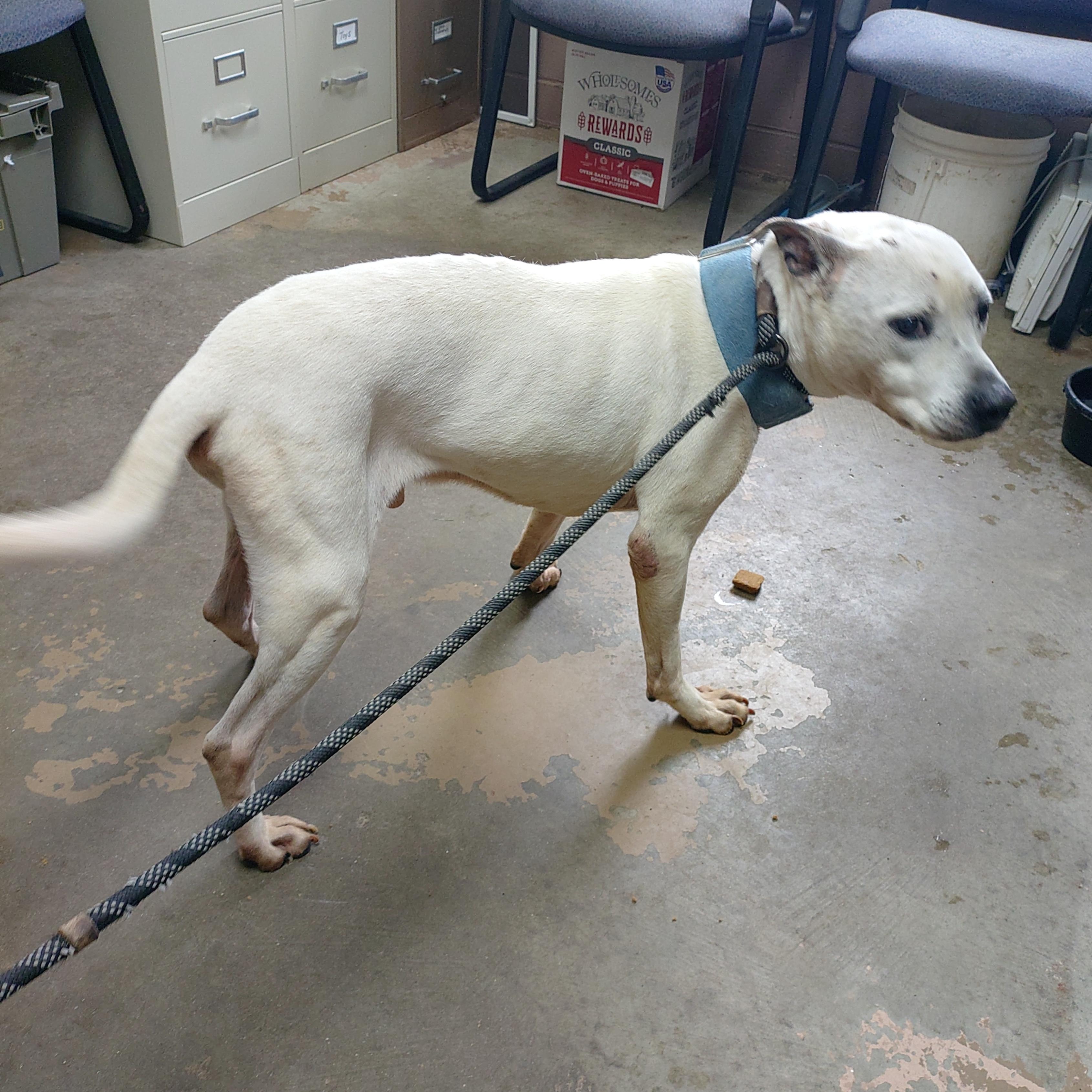 Enlarge 26-044, a ADOPTABLE mixed breed in Carrollton, OH image 2/3
