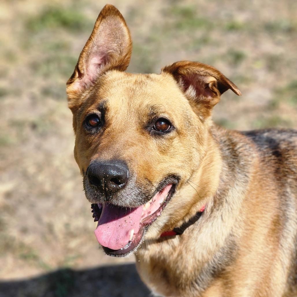 Enlarge Coco, a Adoptable mixed breed in Port Angeles, WA image 4/6