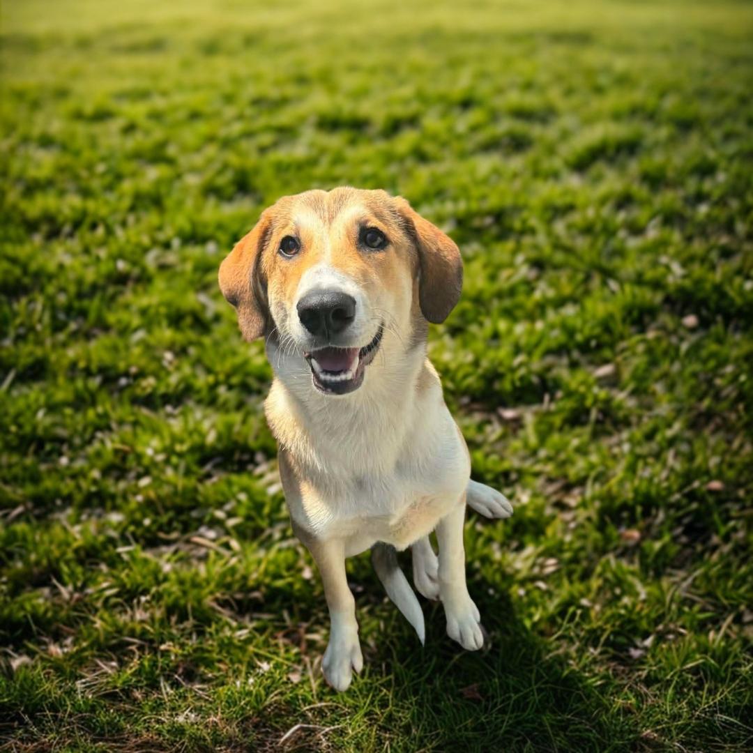Dakota, a ADOPTABLE mixed breed in Lancaster, KY image 3/3