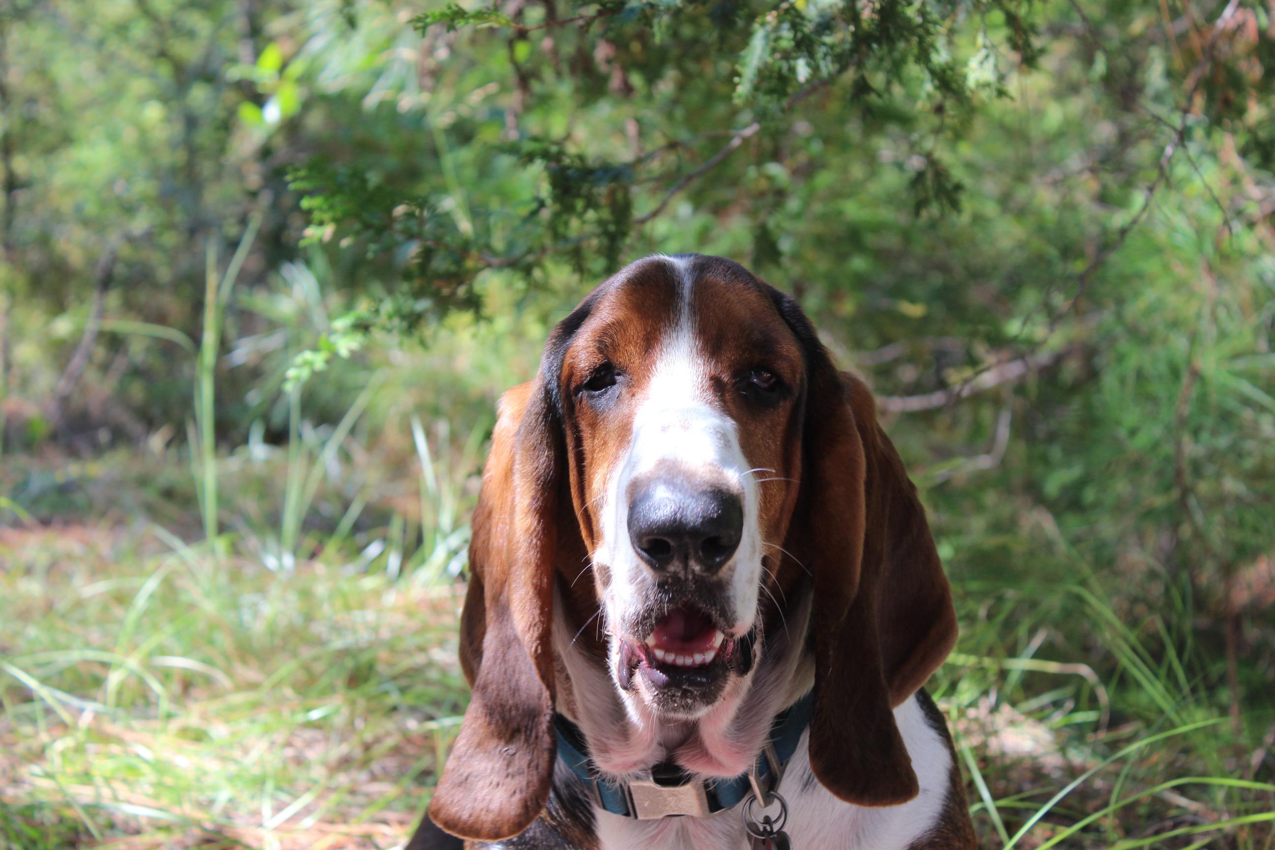 Boone, a ADOPTABLE Basset Hound in Auburndale, FL image 2/4