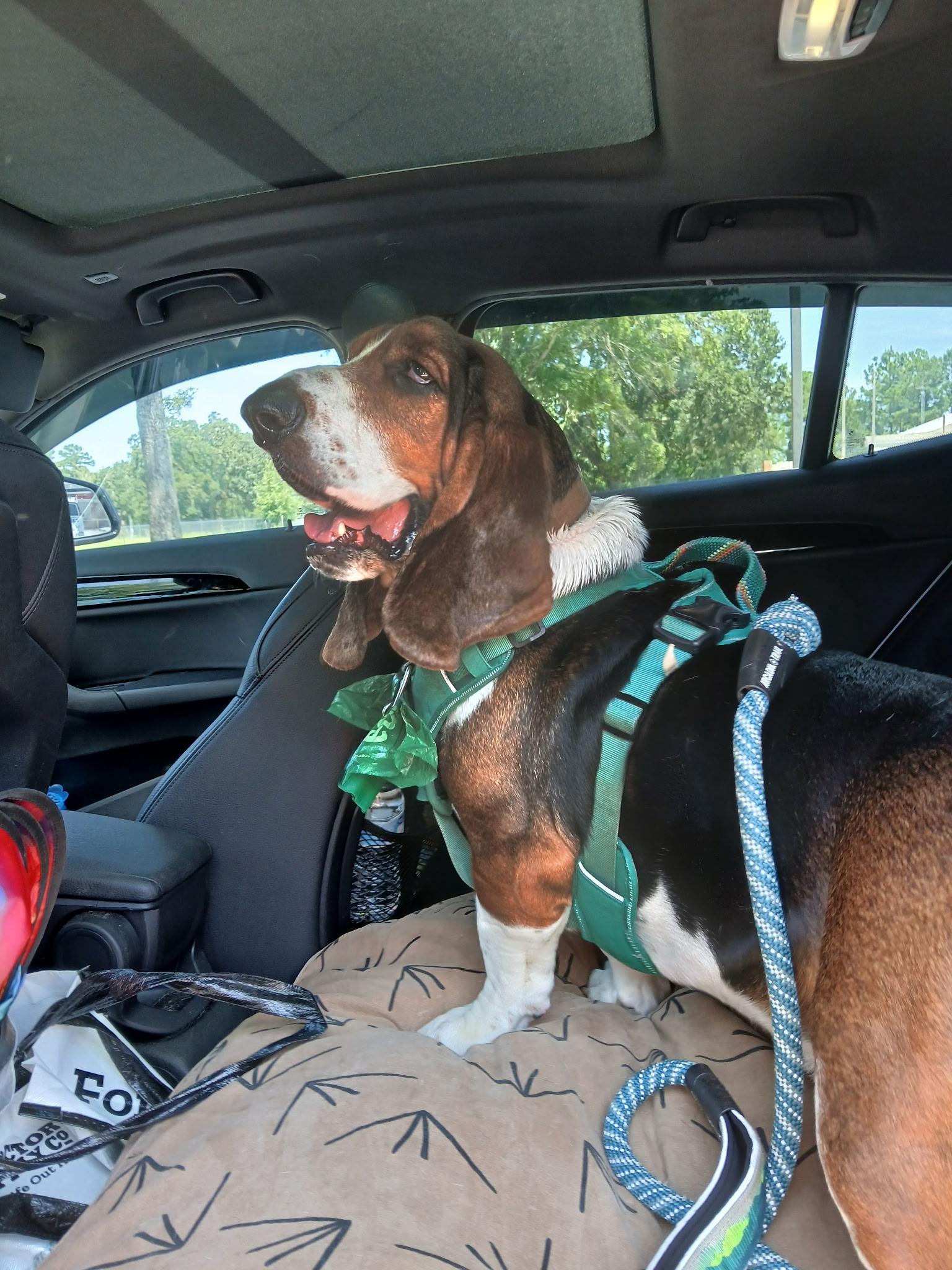 Boone, a ADOPTABLE Basset Hound in Auburndale, FL image 3/4