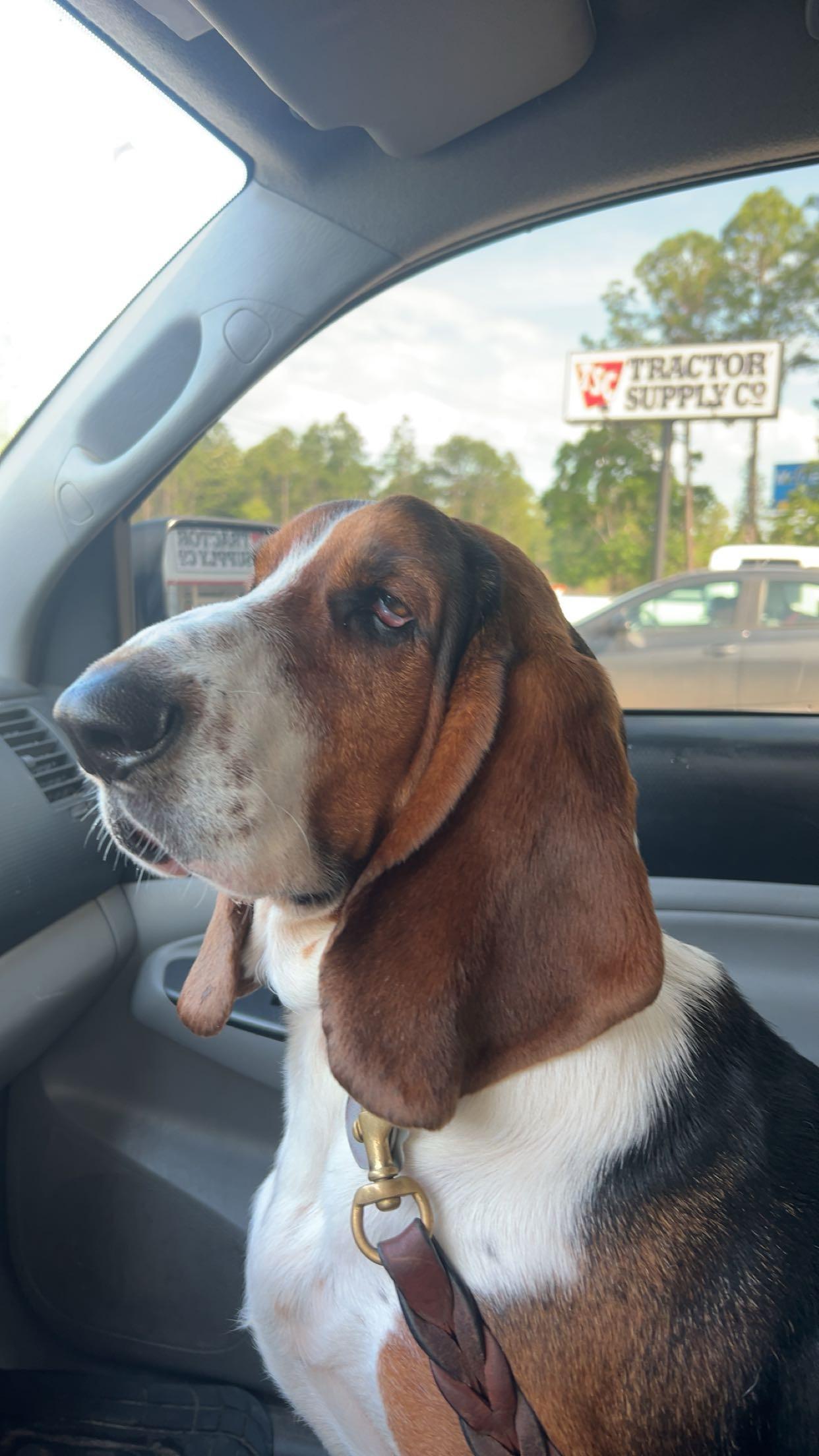 Boone, ADOPTABLE, Adult Male Basset Hound.