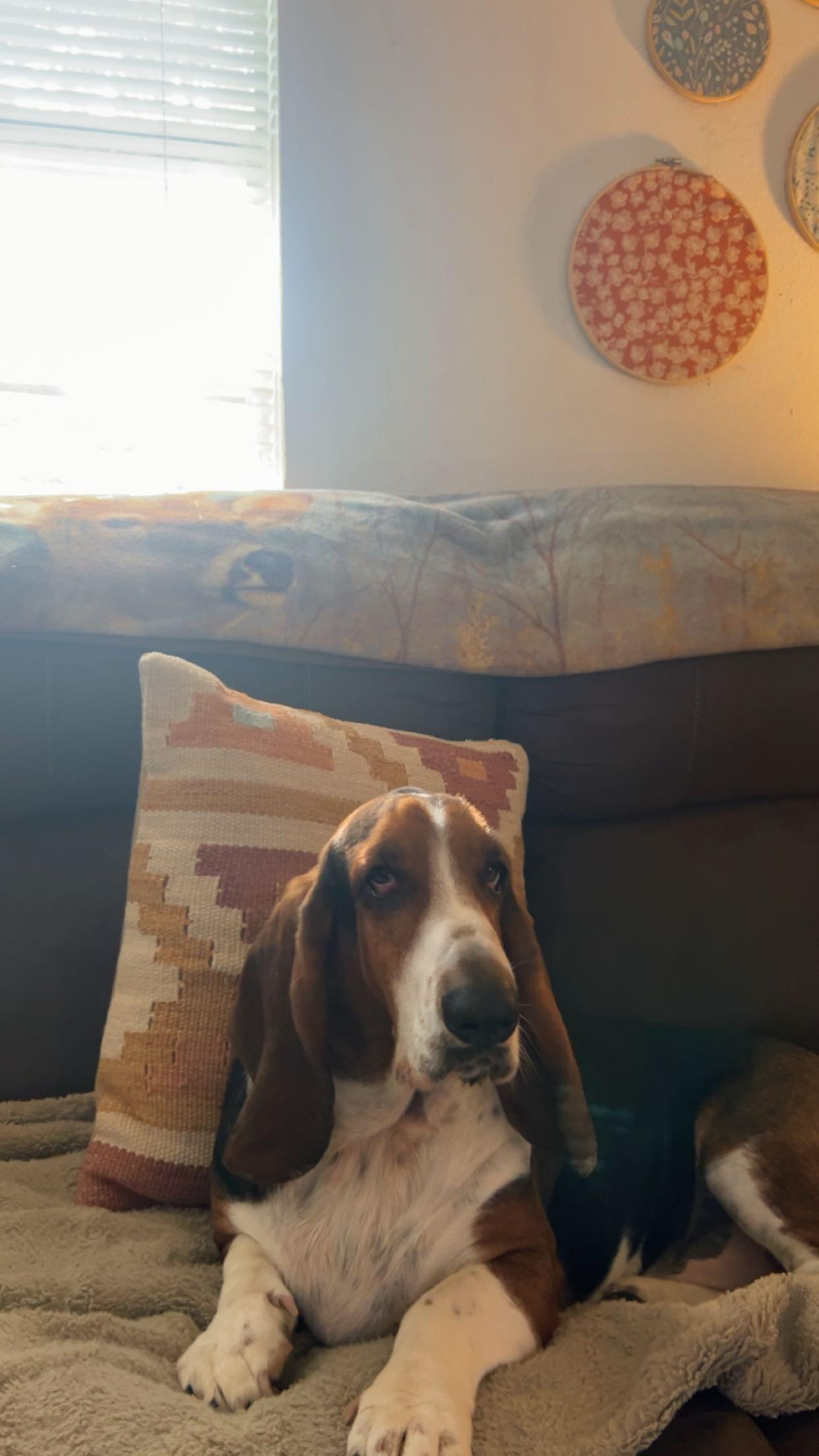 Boone, a ADOPTABLE Basset Hound in Auburndale, FL image 4/4