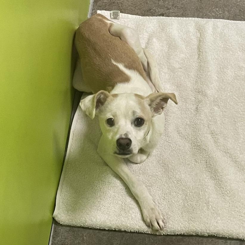 Frosty, Adoptable, Adult Male Chihuahua.