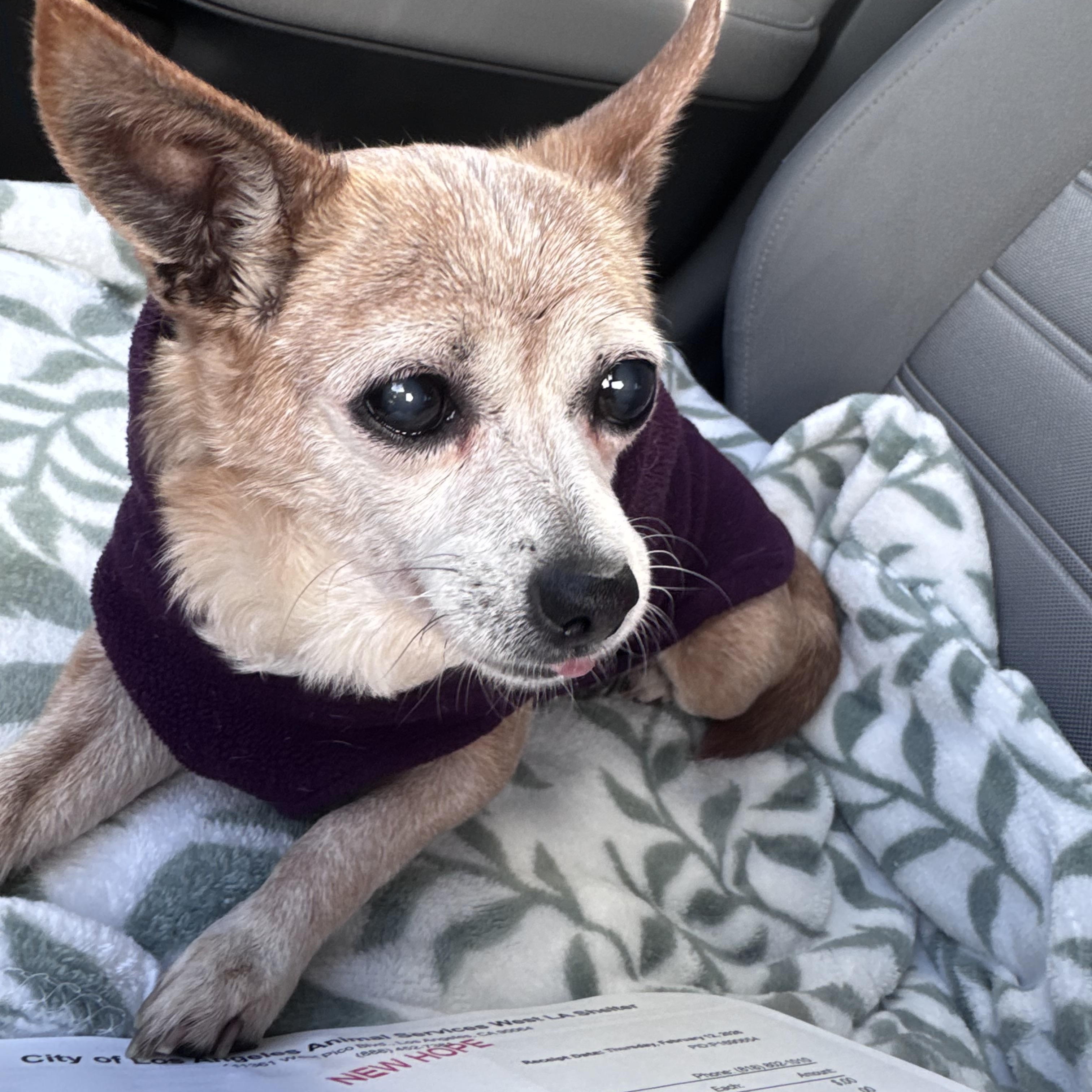 Coco, a ADOPTABLE Chihuahua in Camarillo, CA image 4/5