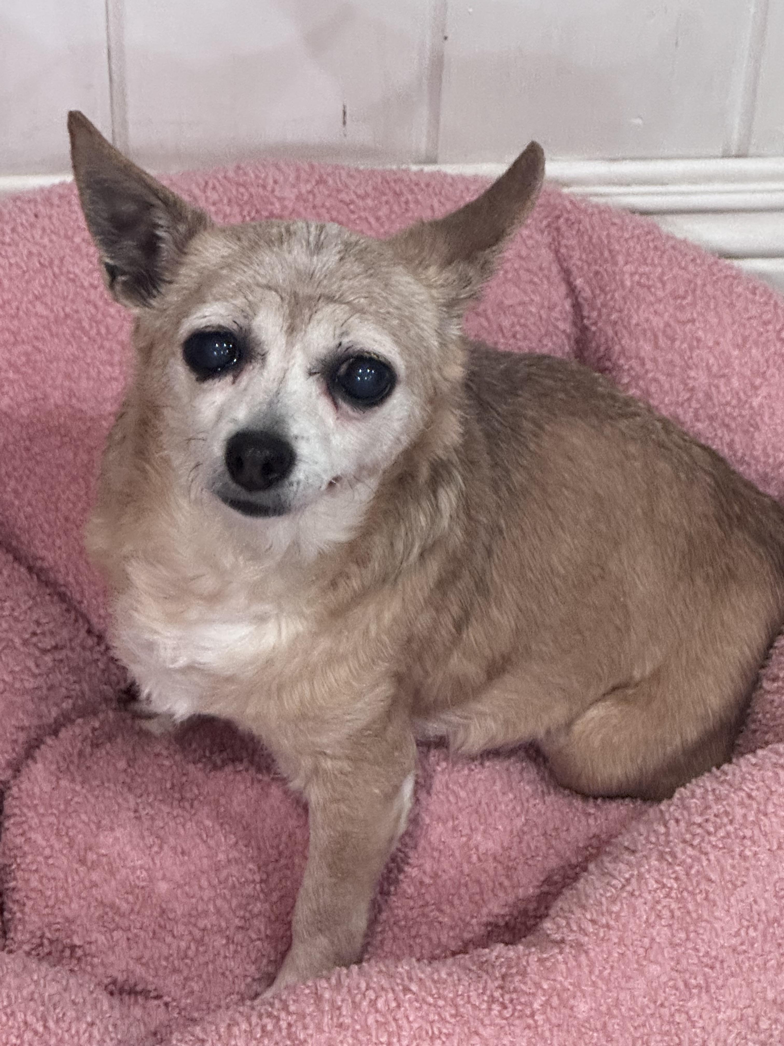 Coco, a ADOPTABLE Chihuahua in Camarillo, CA image 5/5