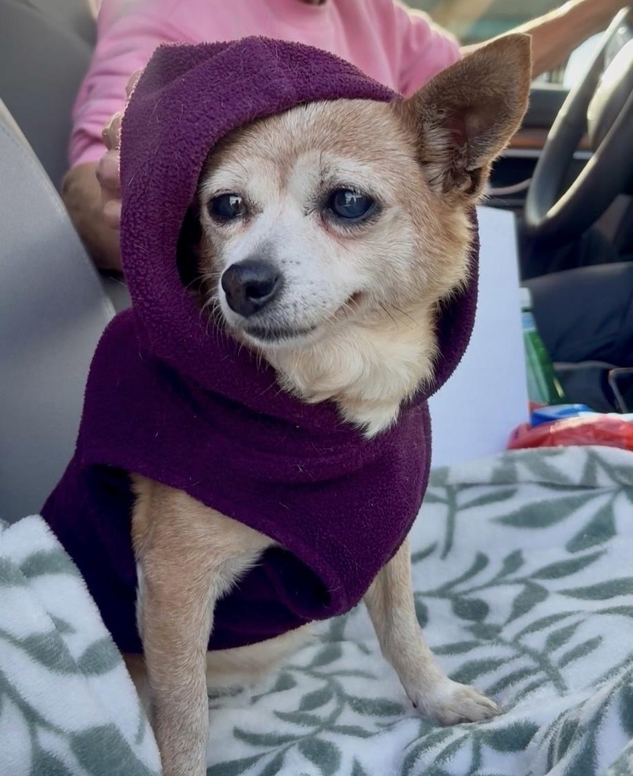 Coco, a ADOPTABLE Chihuahua in Camarillo, CA image 3/5