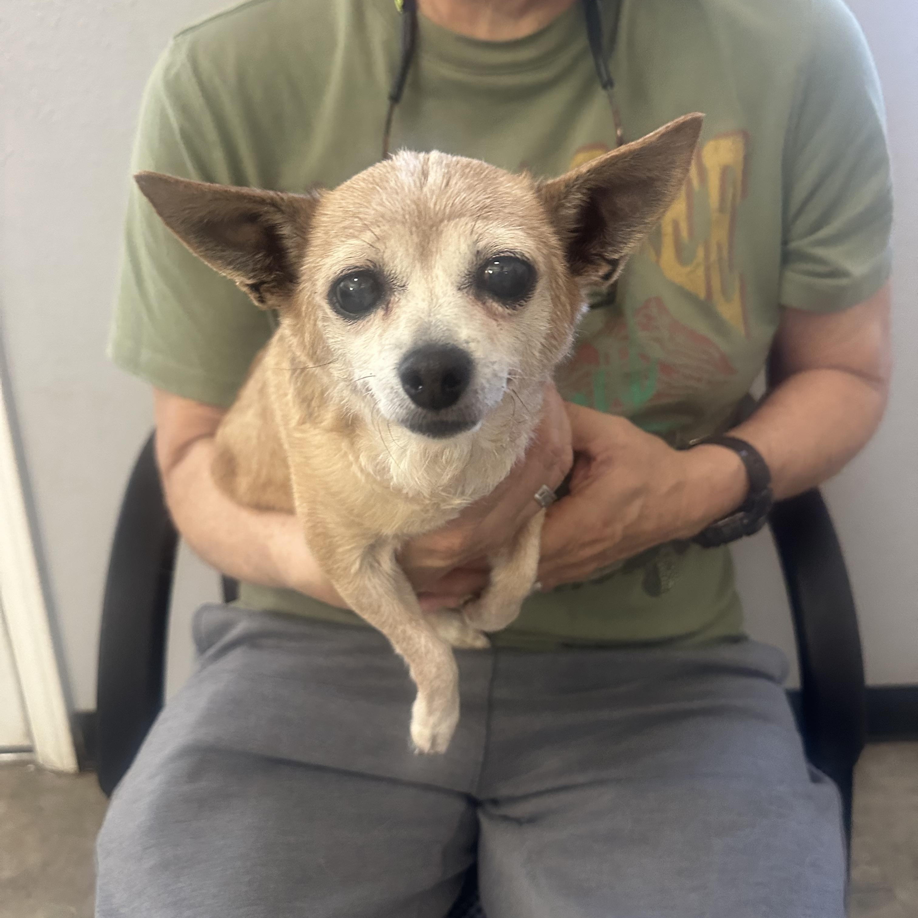 Coco, a ADOPTABLE Chihuahua in Camarillo, CA image 1/5