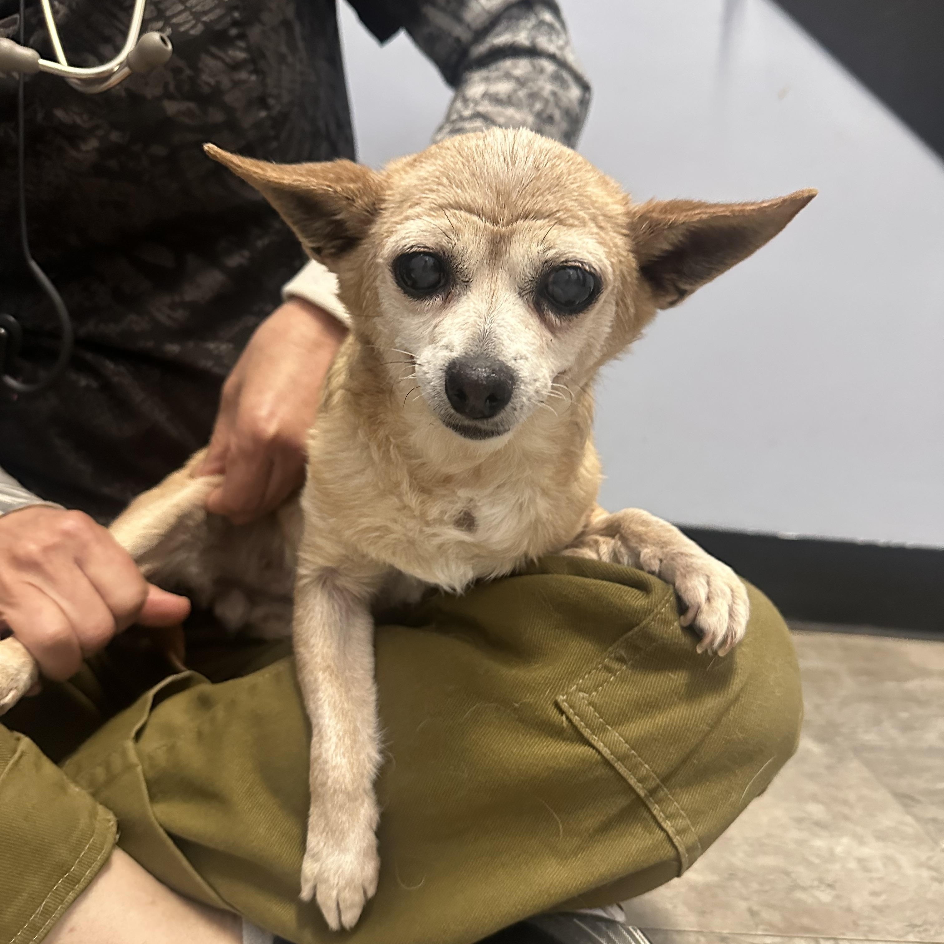 Coco, a ADOPTABLE Chihuahua in Camarillo, CA image 2/5