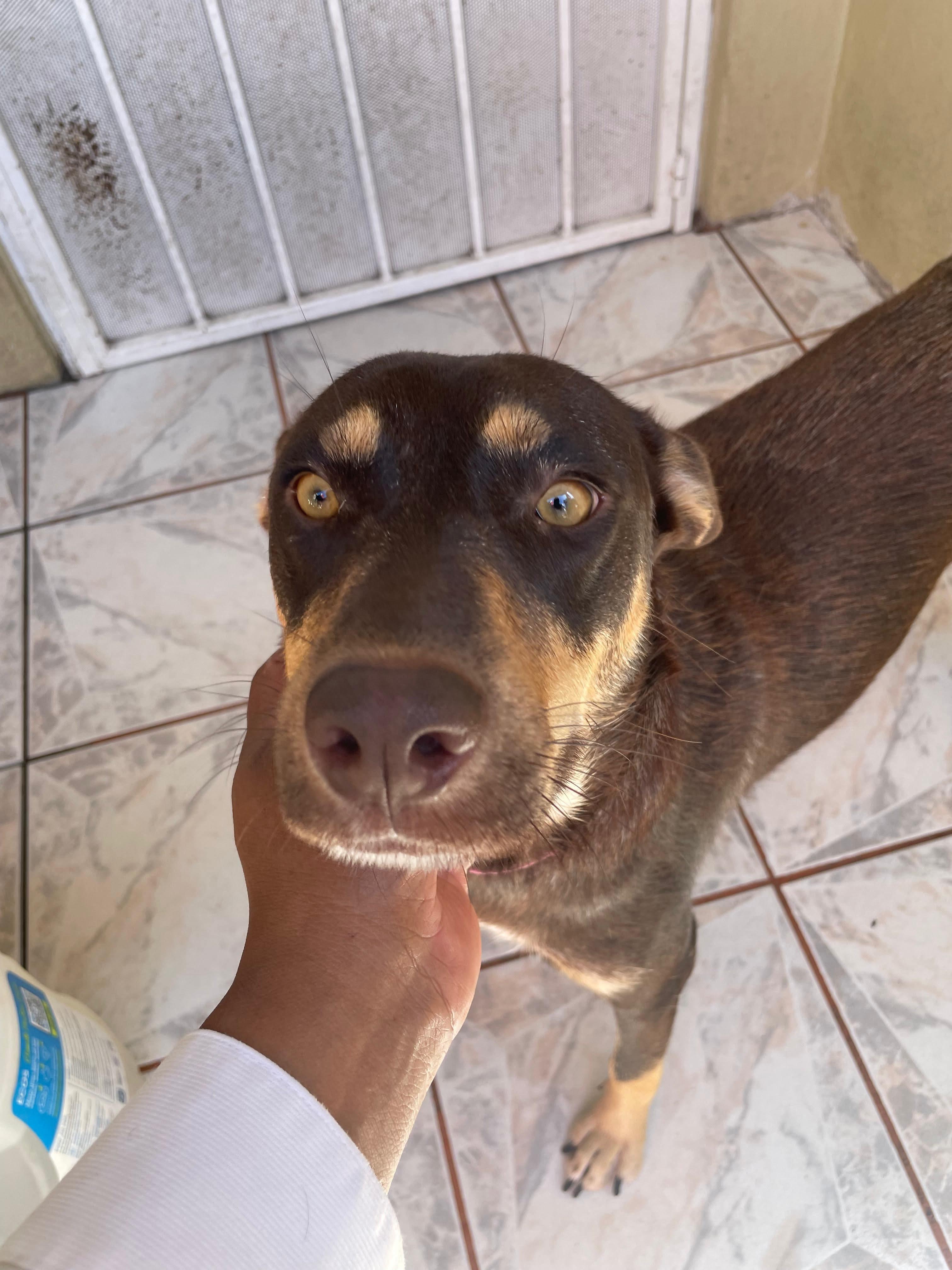 Enlarge Bella #2, a Adoptable mixed breed in Puyallup, WA image 6/6