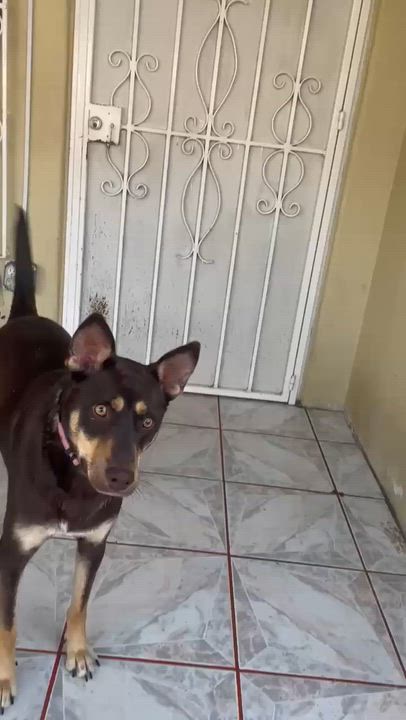 Enlarge Bella #2, a Adoptable mixed breed in Puyallup, WA video 2/6