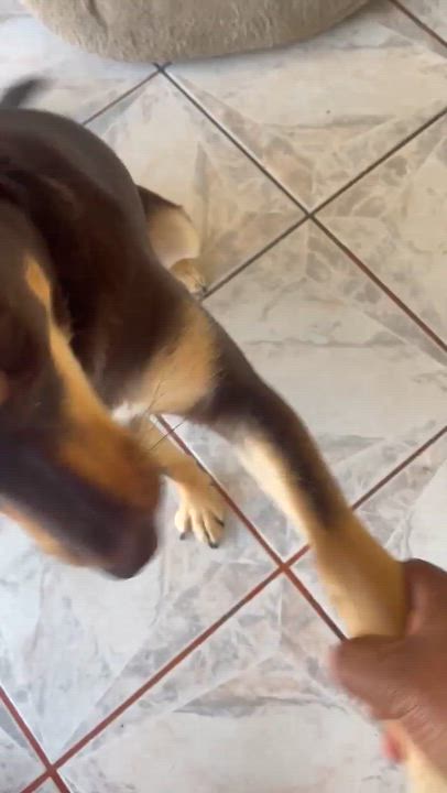 Enlarge Bella #2, a Adoptable mixed breed in Puyallup, WA video 3/6