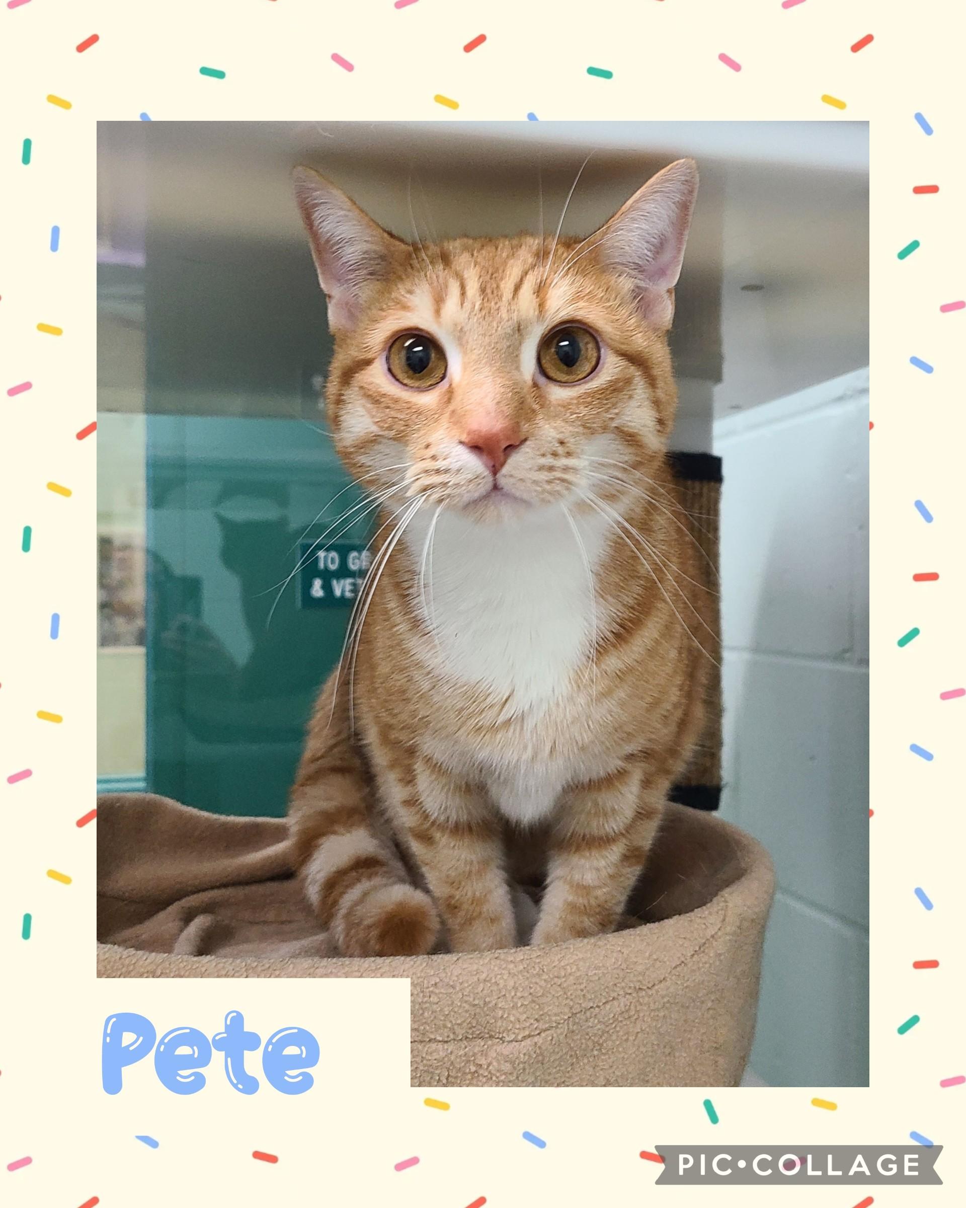 Pete, Adult Male Domestic Short Hair
