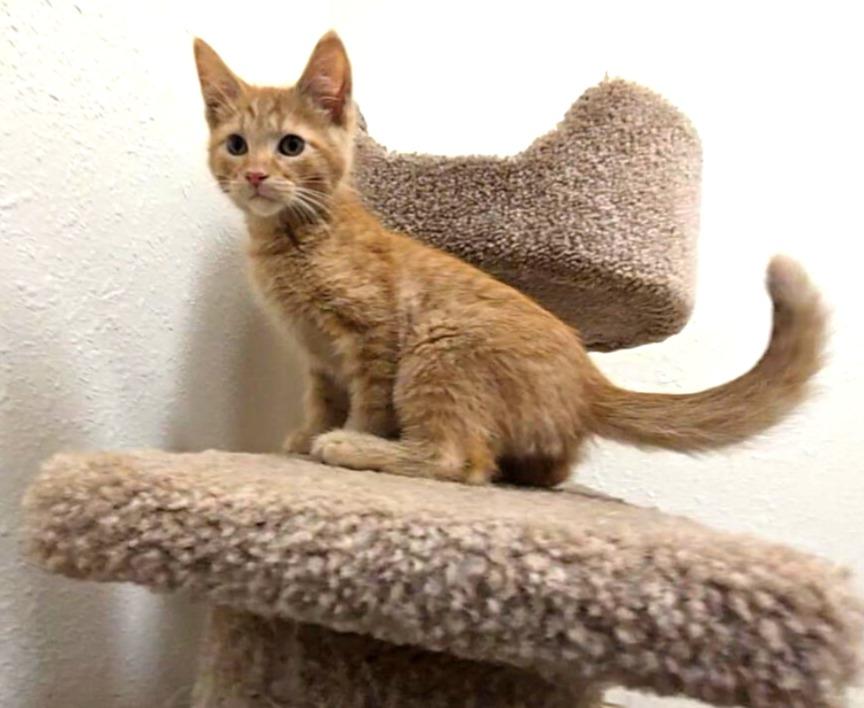 Enlarge Jalapeno Popper, an adopted Domestic Short Hair in Red Wing, MN image 2/3