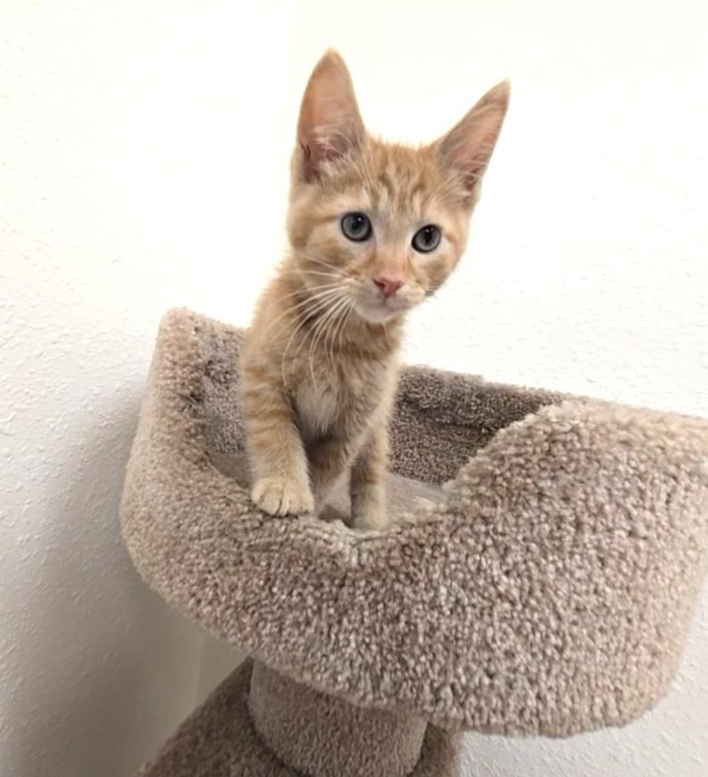 Jalapeno Popper, adopted, Kitten Male Domestic Short Hair.