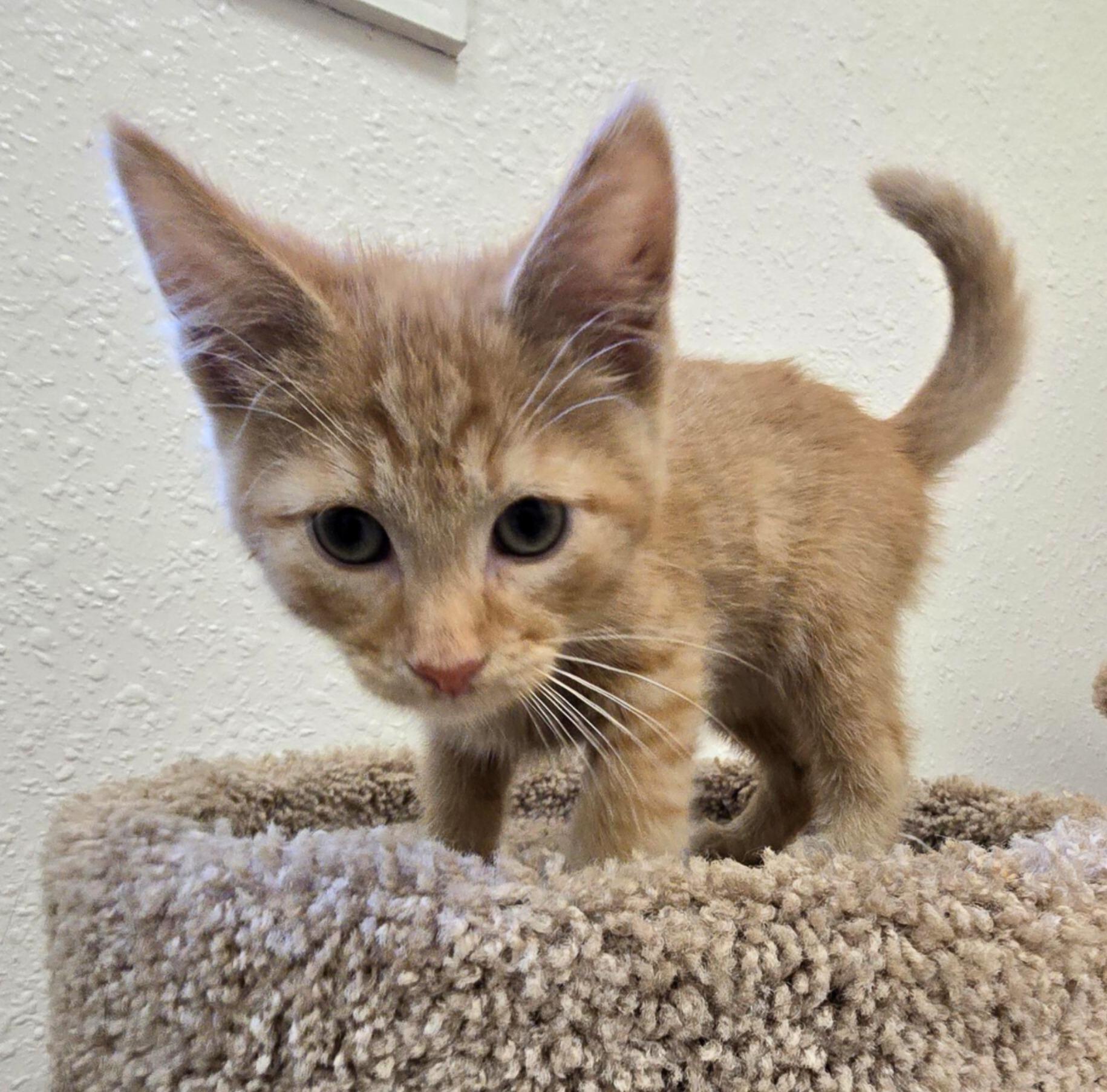 Enlarge Jalapeno Popper, an adopted Domestic Short Hair in Red Wing, MN image 3/3