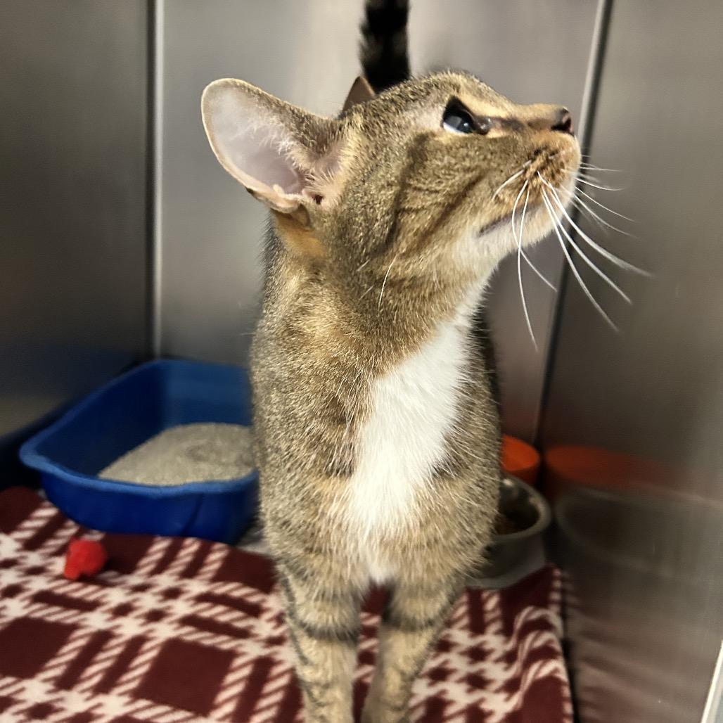 Tigger, Adoptable, Senior Male Domestic Short Hair.