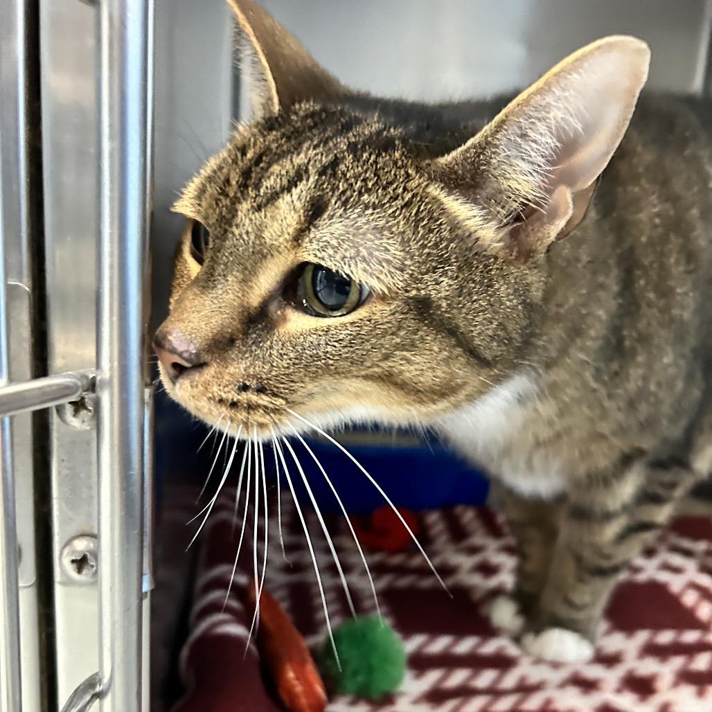 Enlarge Tigger, a Adoptable Domestic Short Hair in Newport, NC image 2/6