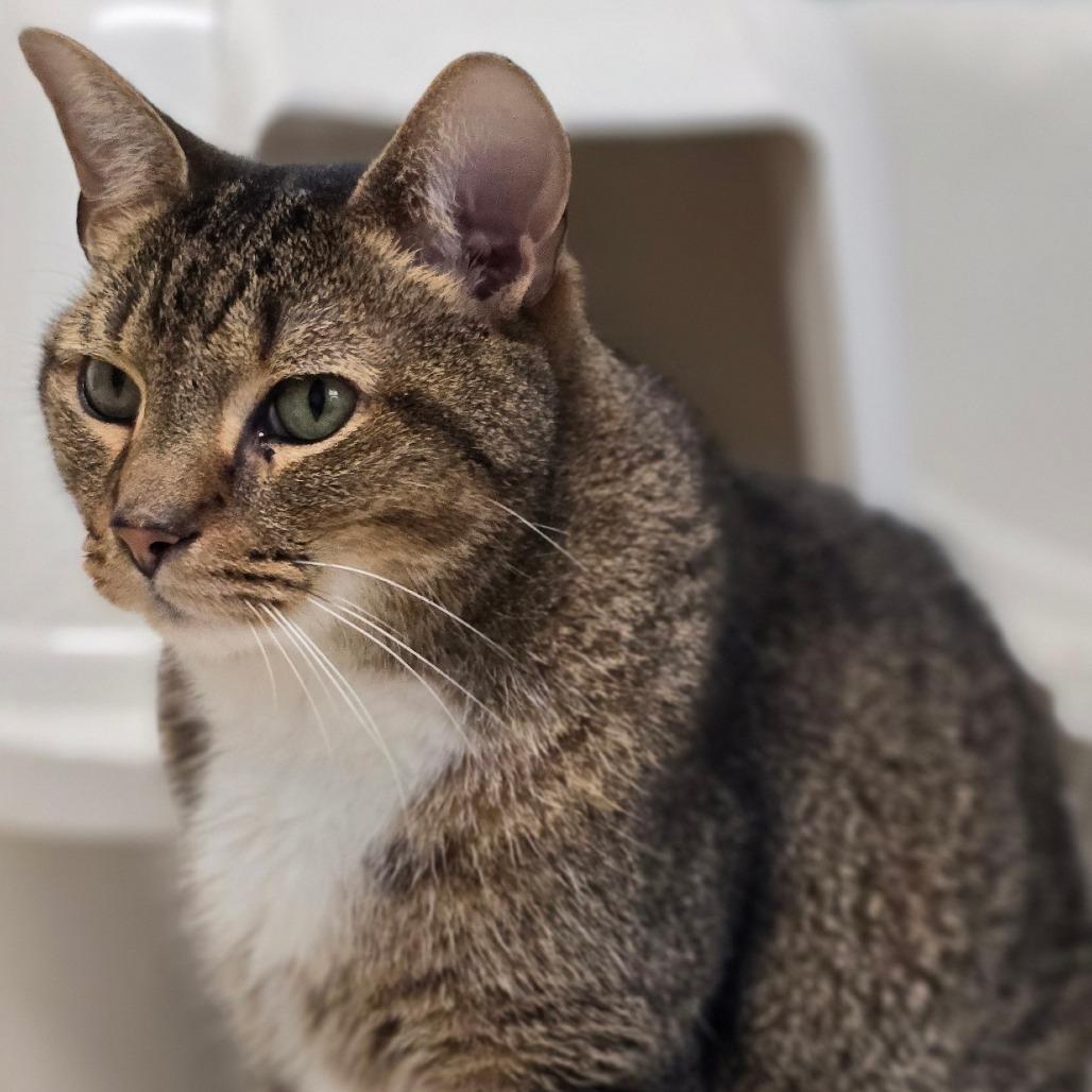 Enlarge Tigger, a Adoptable Domestic Short Hair in Newport, NC image 3/6