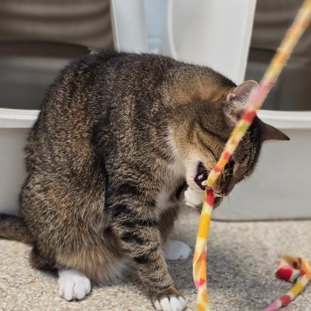 Enlarge Tigger, a Adoptable Domestic Short Hair in Newport, NC image 4/6