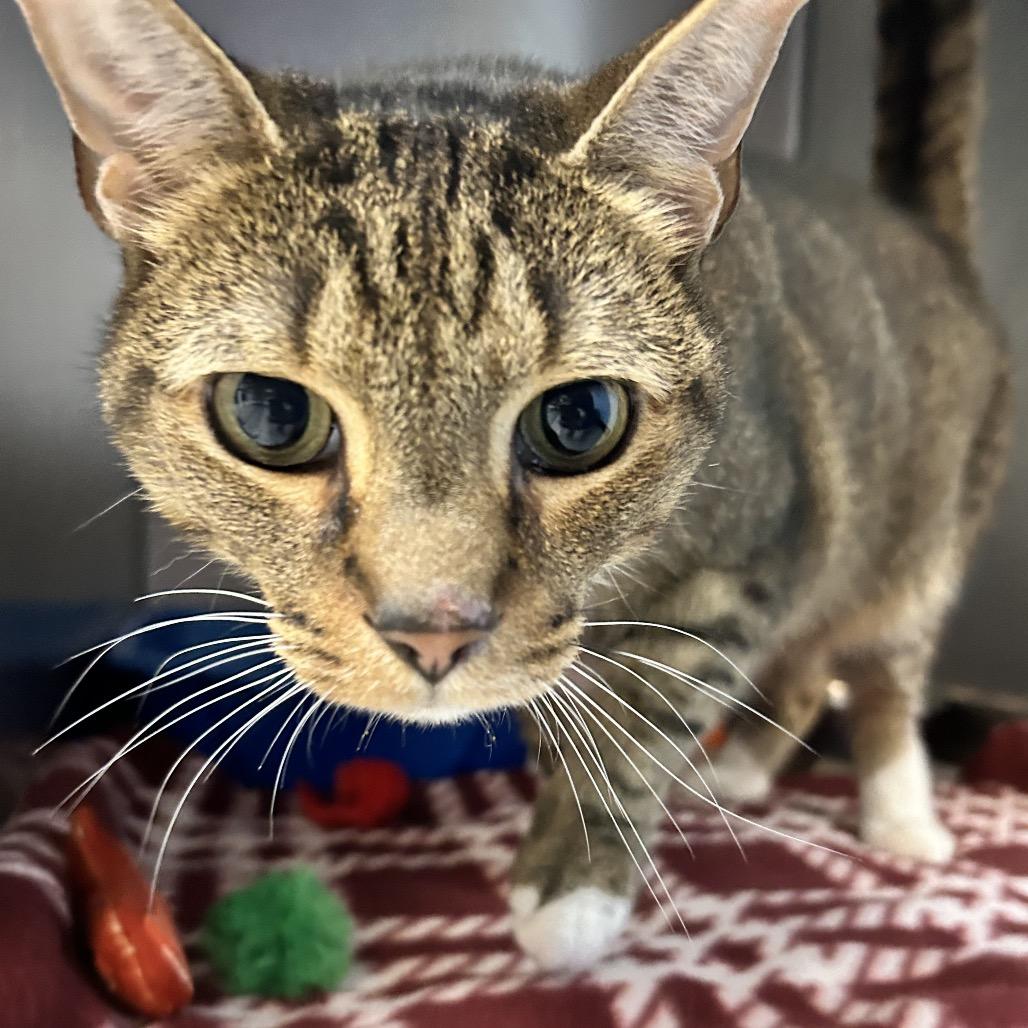 Enlarge Tigger, a Adoptable Domestic Short Hair in Newport, NC image 5/6