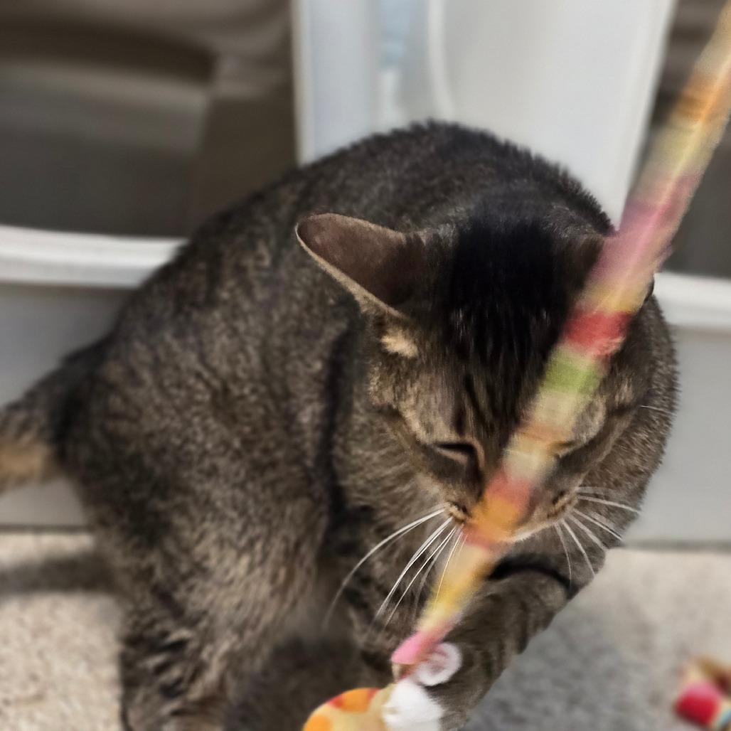 Enlarge Tigger, a Adoptable Domestic Short Hair in Newport, NC image 6/6