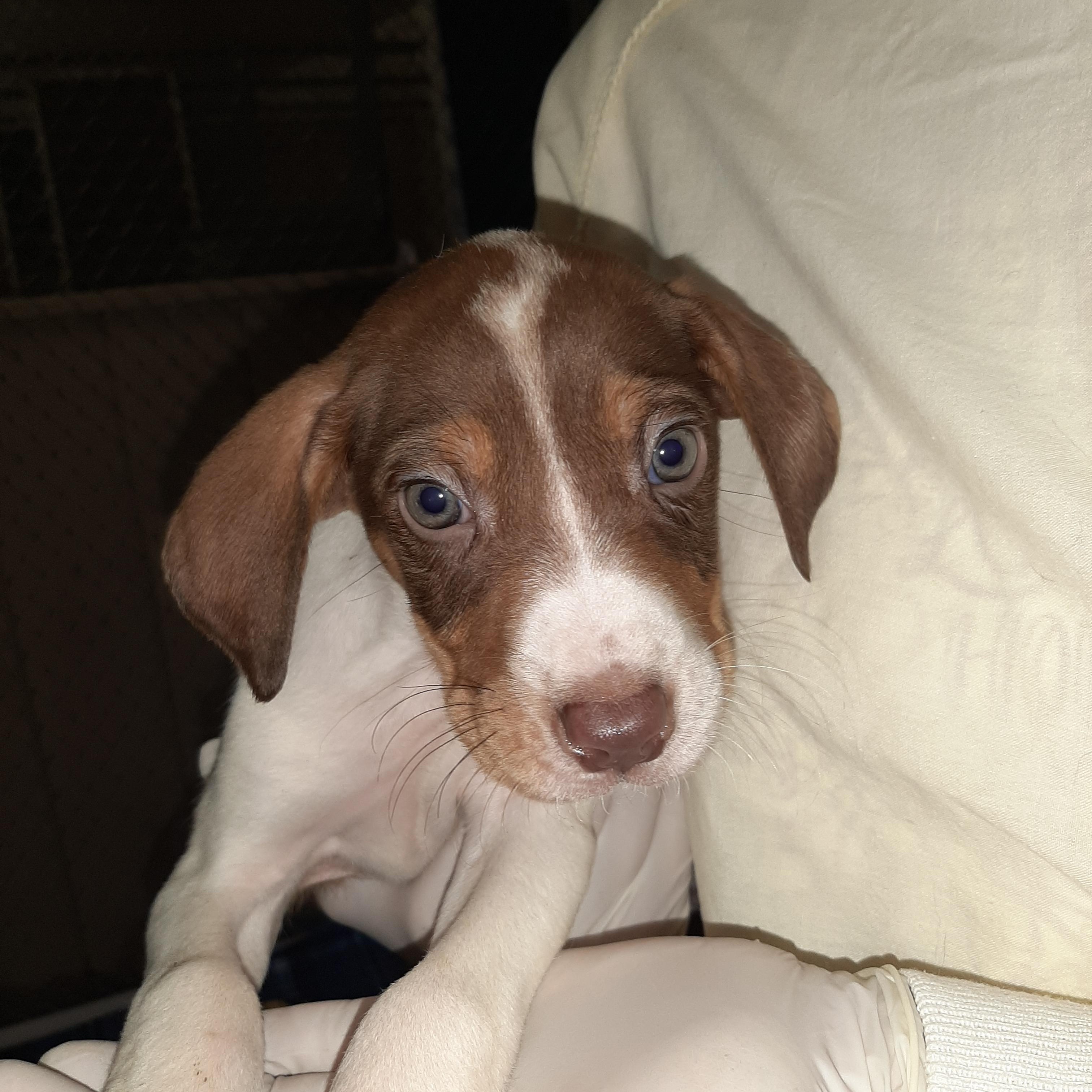 Enlarge Zanzibar, an adopted mixed breed in Lake Odessa, MI image 2/5