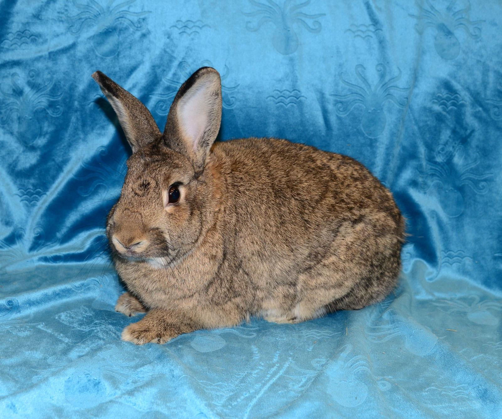Juliana, Adoptable, Young Female Chinchilla.