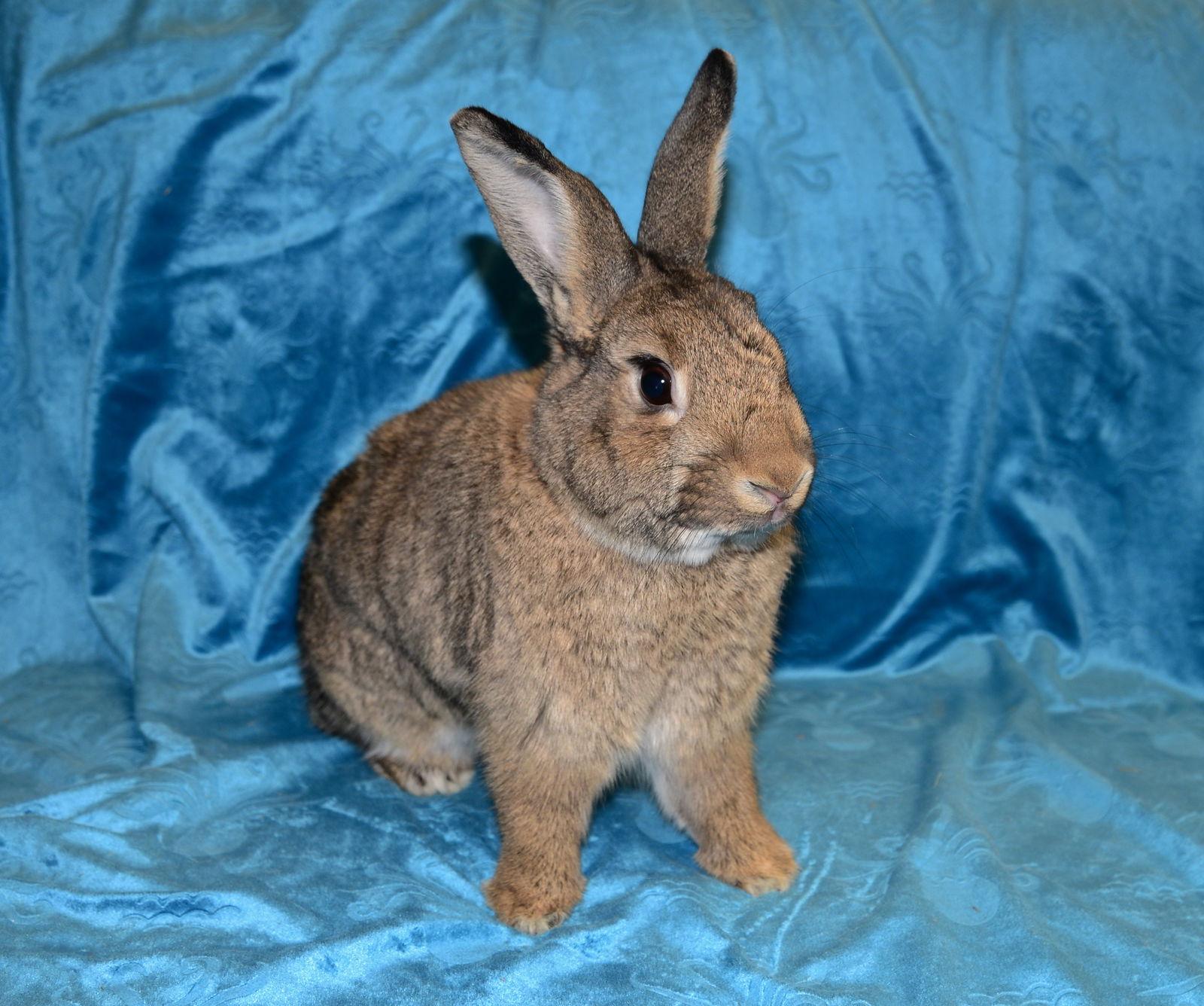 Enlarge Juliana, a Adoptable Chinchilla in Chesterfield, MO image 2/3