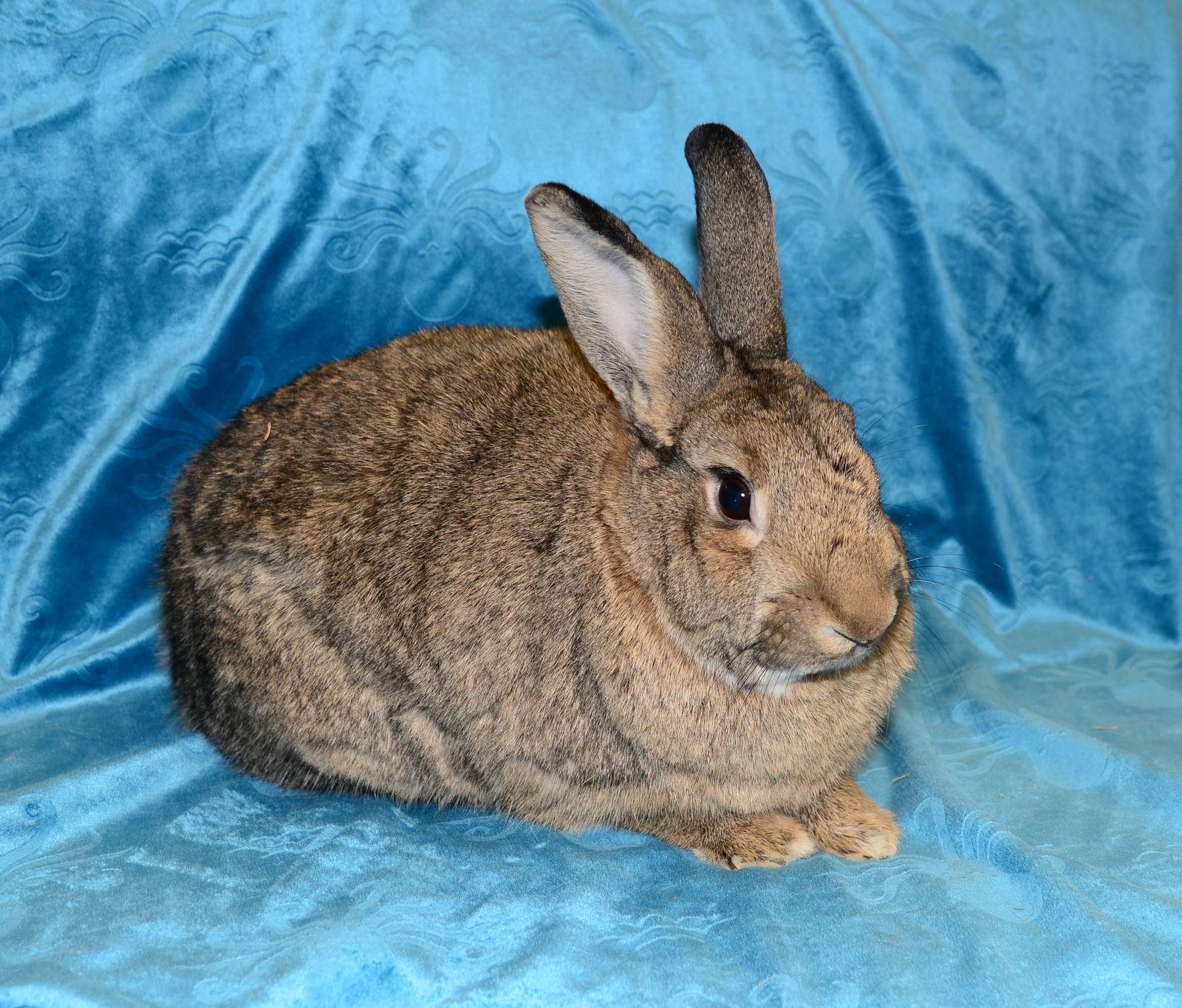 Enlarge Juliana, a Adoptable Chinchilla in Chesterfield, MO image 3/3