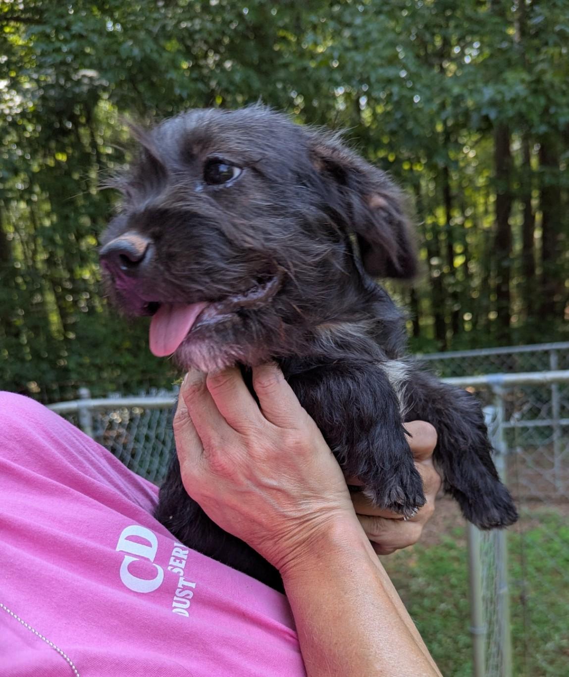 Samatha, an adopted mixed breed in Milner, GA image 1/2