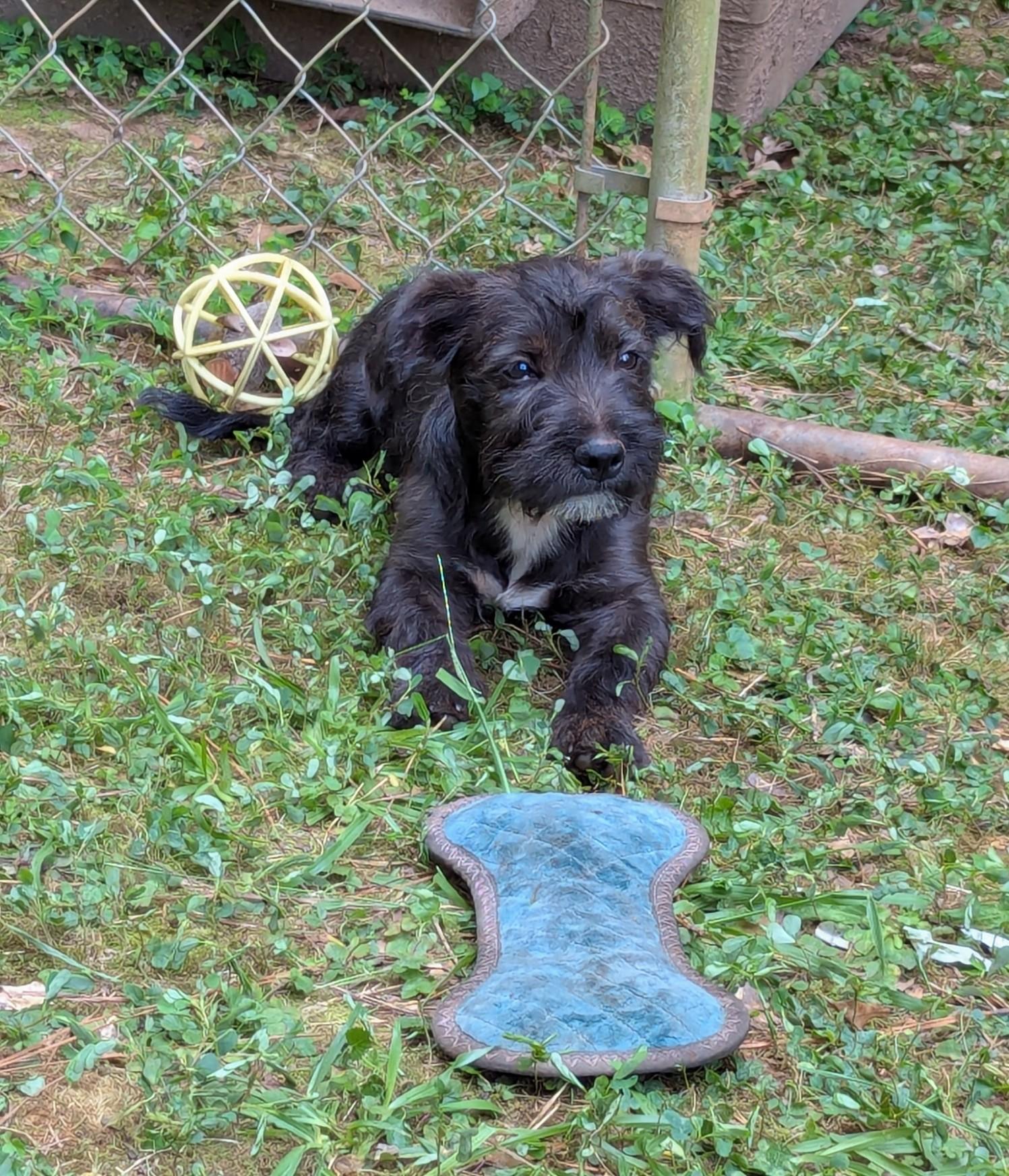 Samatha, an adopted mixed breed in Milner, GA image 2/2
