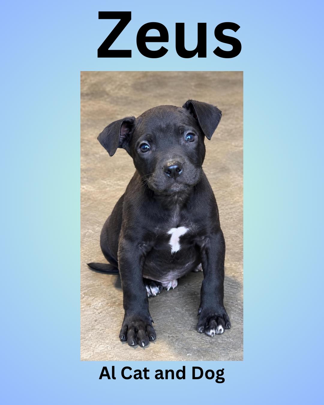 Zeus (Shadow pup 7), Adoptable, Puppy Male American Staffordshire Terrier.
