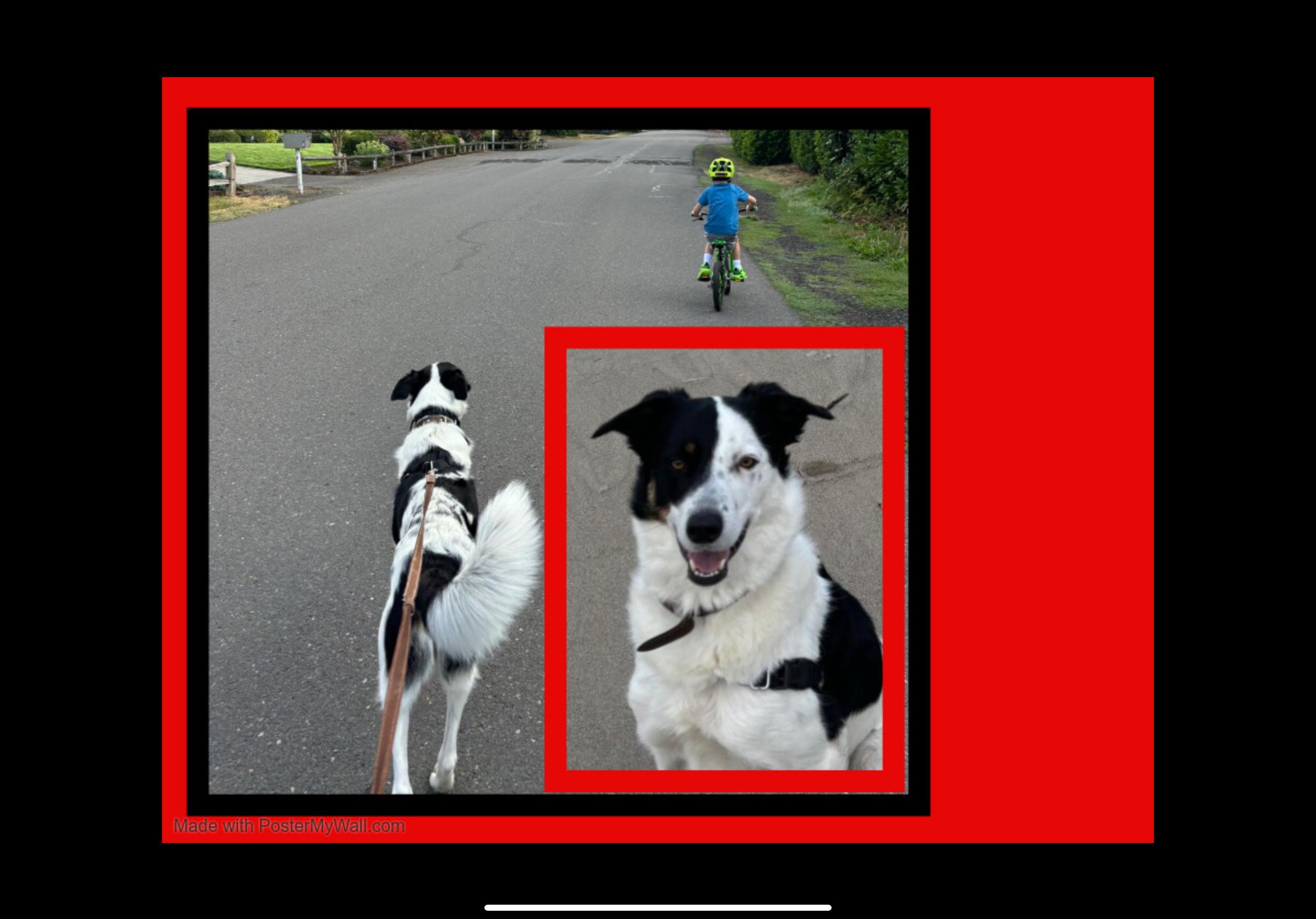 Enlarge Milo, an adopted mixed breed in Beaverton, OR image 1/6