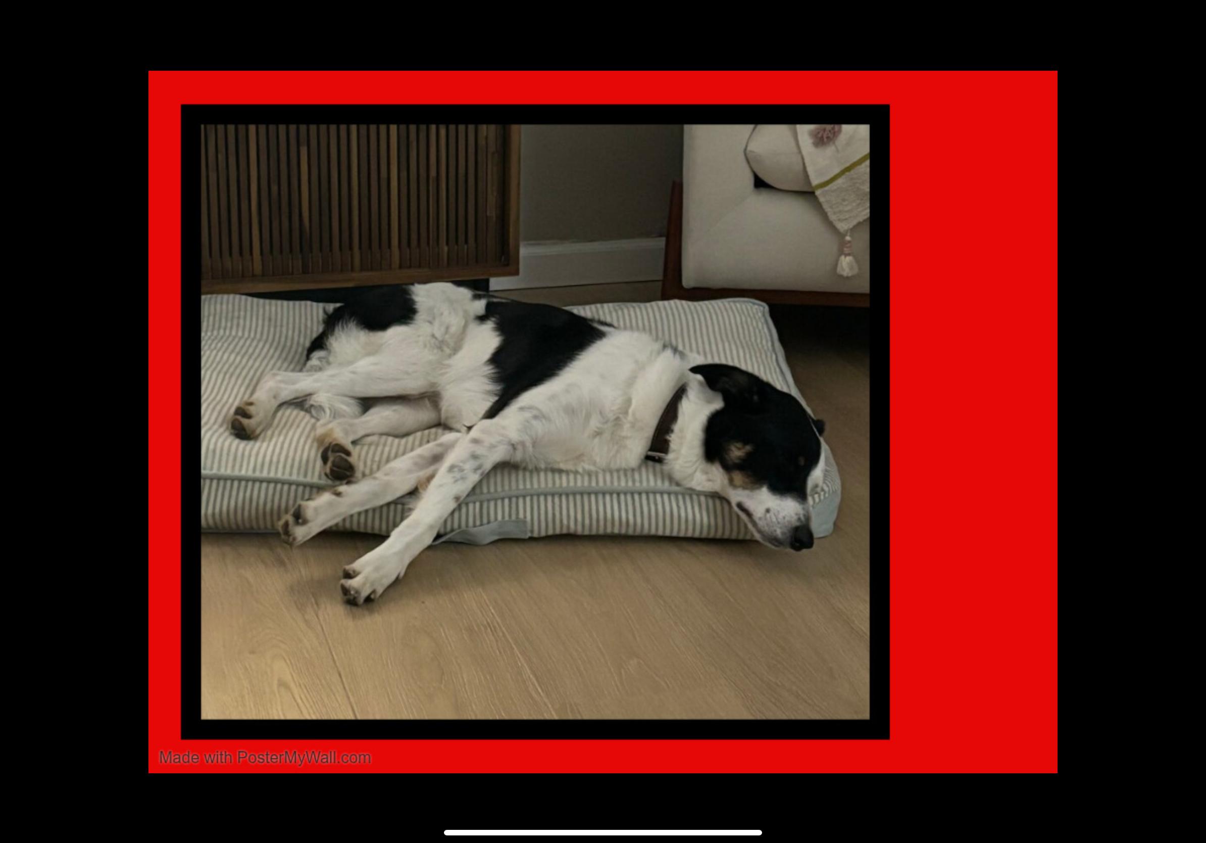 Enlarge Milo, an adopted mixed breed in Beaverton, OR image 2/6