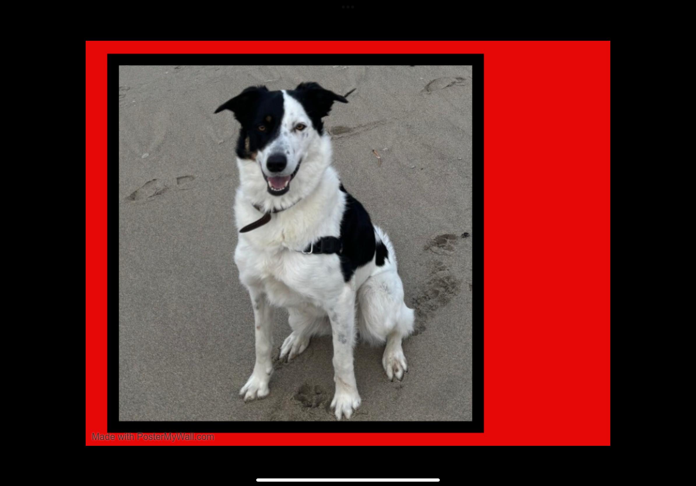 Enlarge Milo, an adopted mixed breed in Beaverton, OR image 3/6