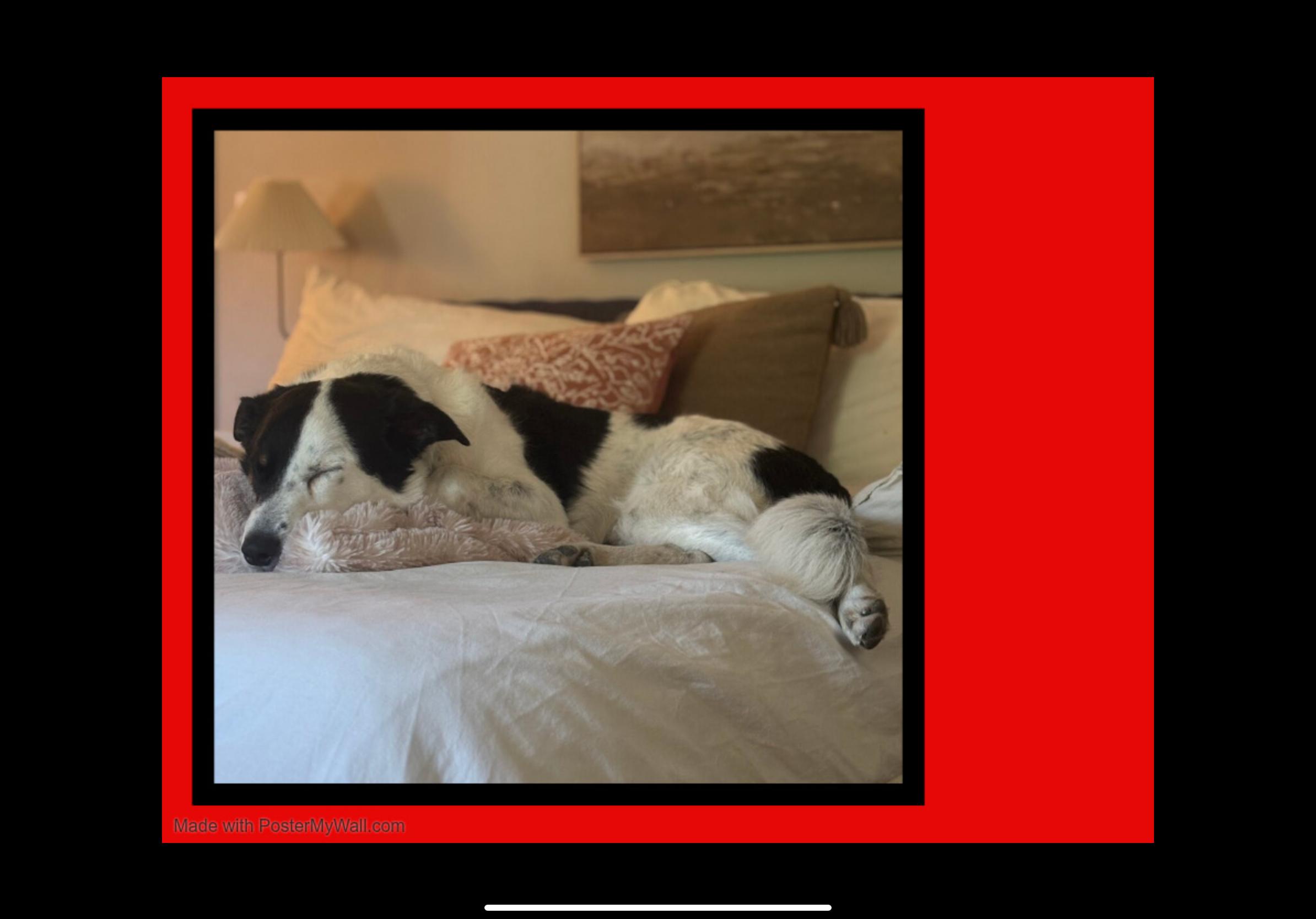 Enlarge Milo, an adopted mixed breed in Beaverton, OR image 4/6