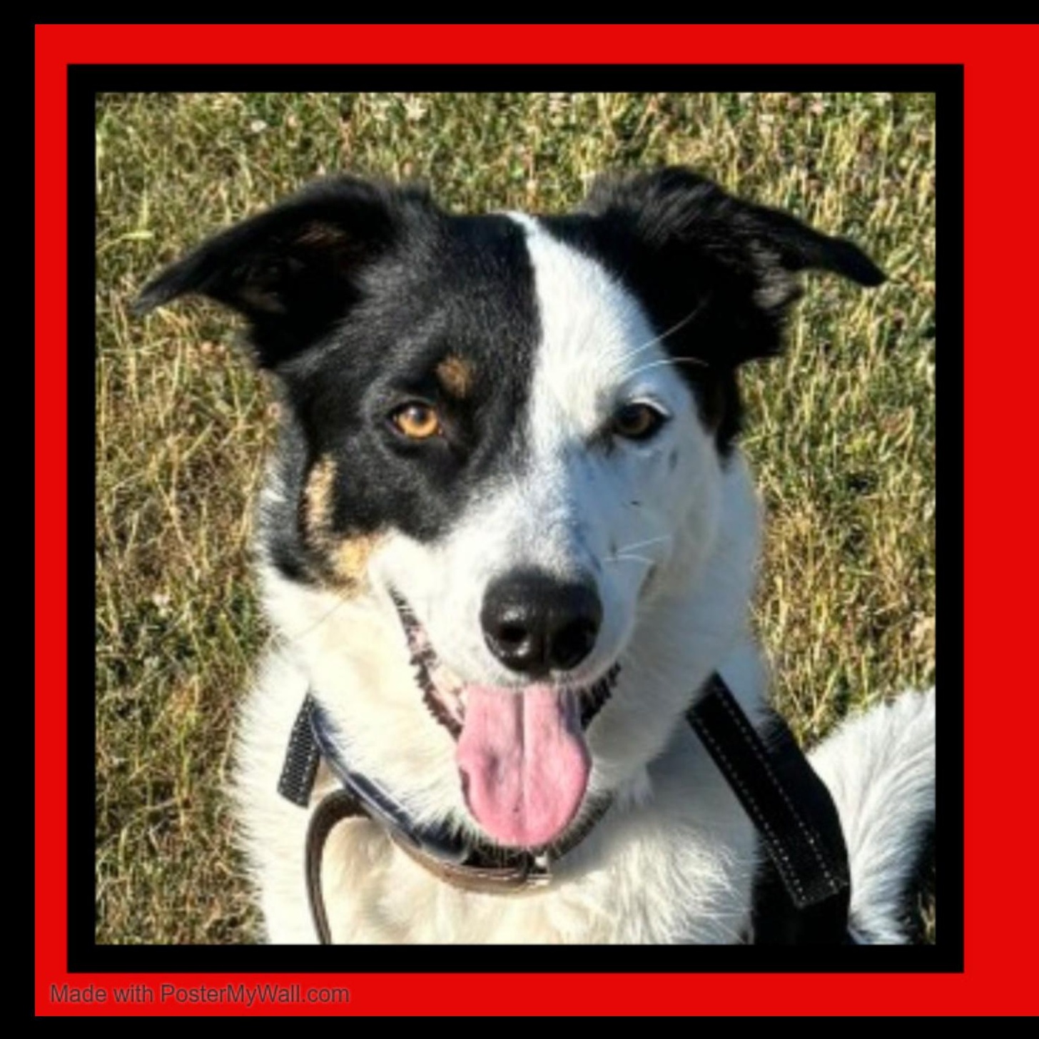 Enlarge Milo, an adopted mixed breed in Beaverton, OR image 5/6