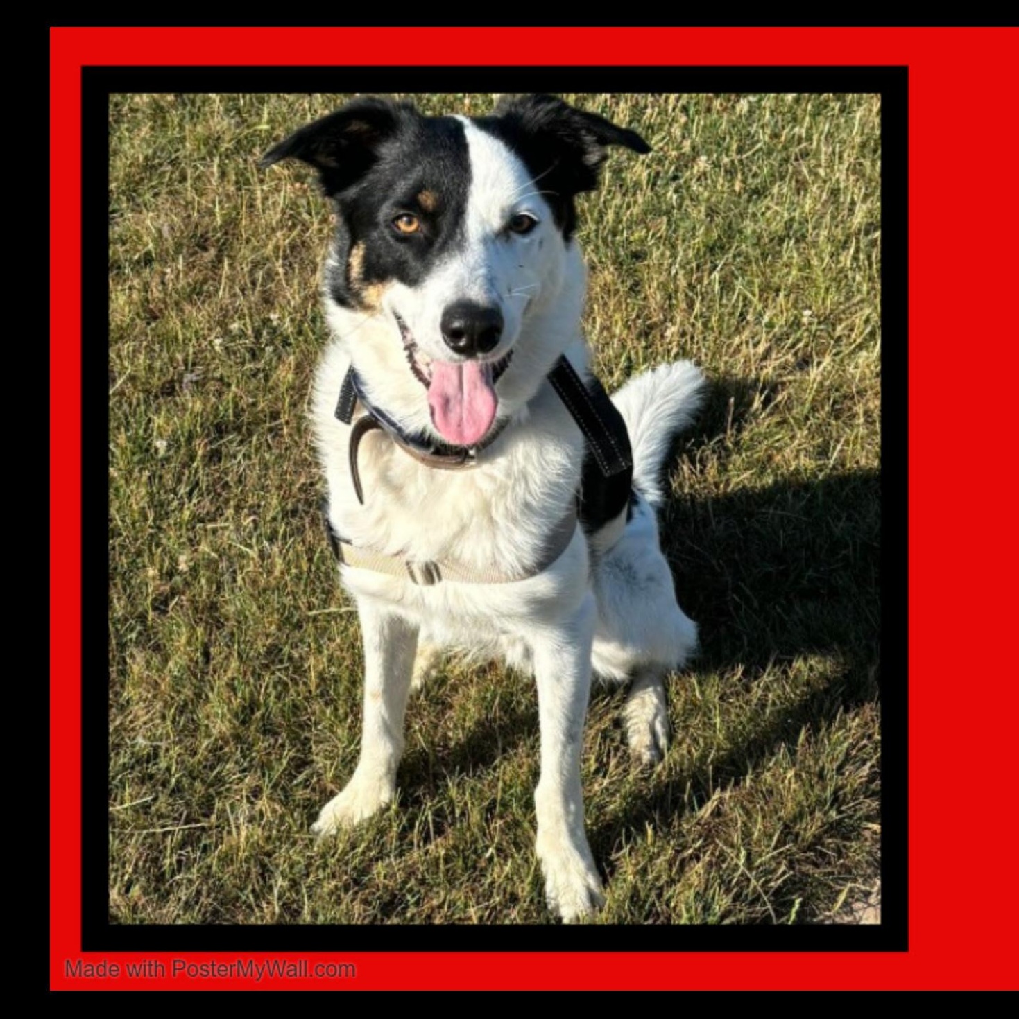 Enlarge Milo, an adopted mixed breed in Beaverton, OR image 6/6