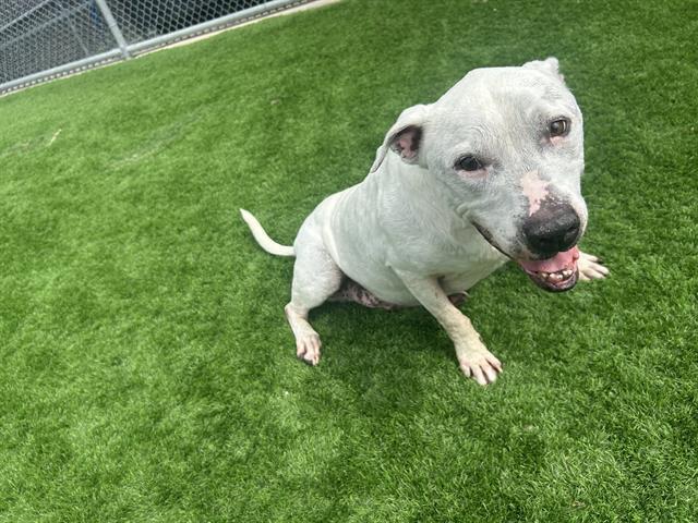 RUFFLES, Adoptable, Adult Male American Bulldog & Mixed Breed.