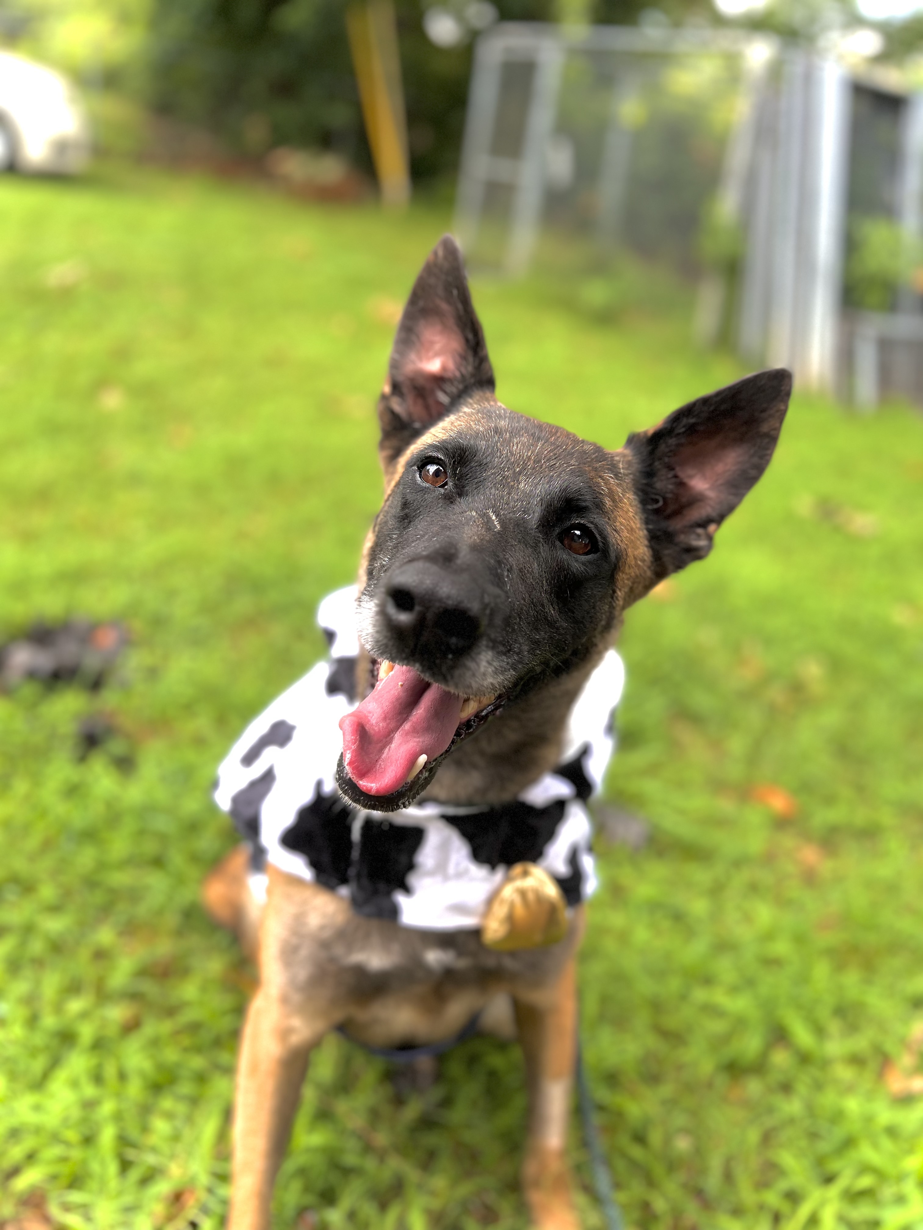 Dog for adoption Tatiana, a Belgian Shepherd / Malinois in Springdale